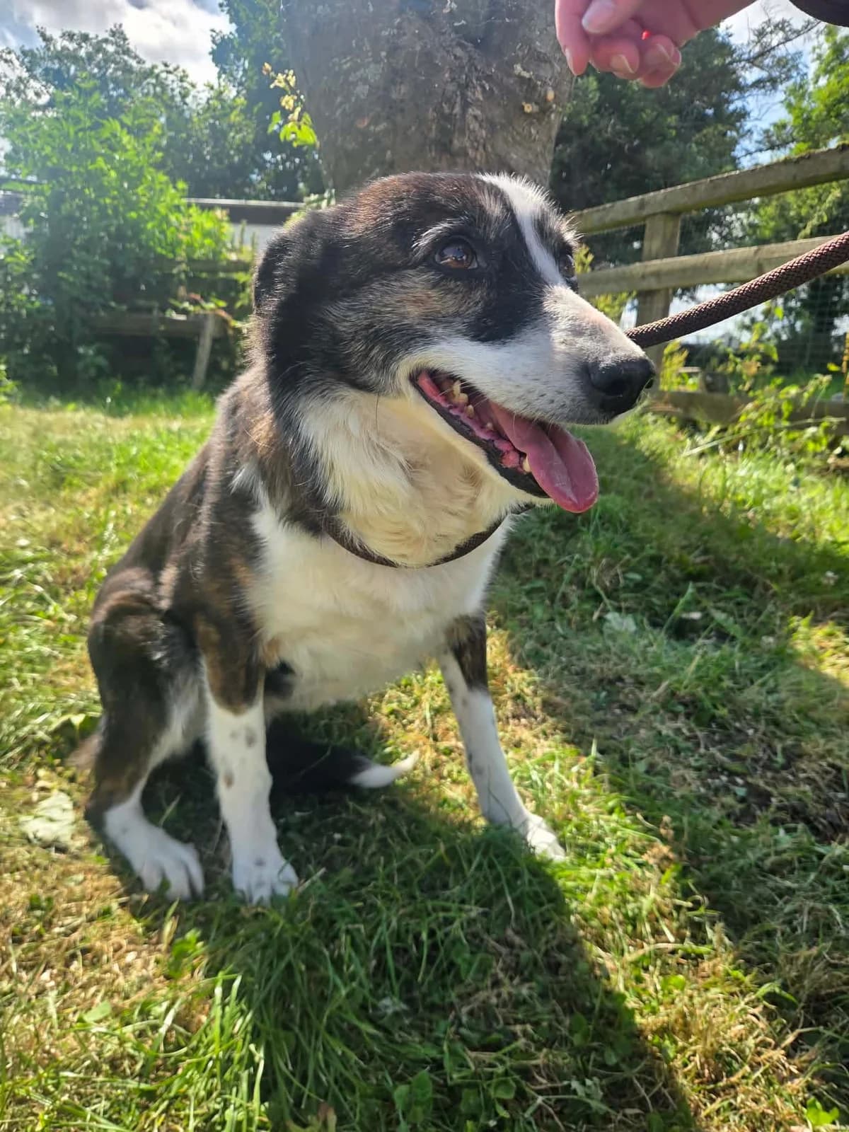 Mia, female 4yo Border Collie for adoption at Hundar Utan Hem, Stockholm