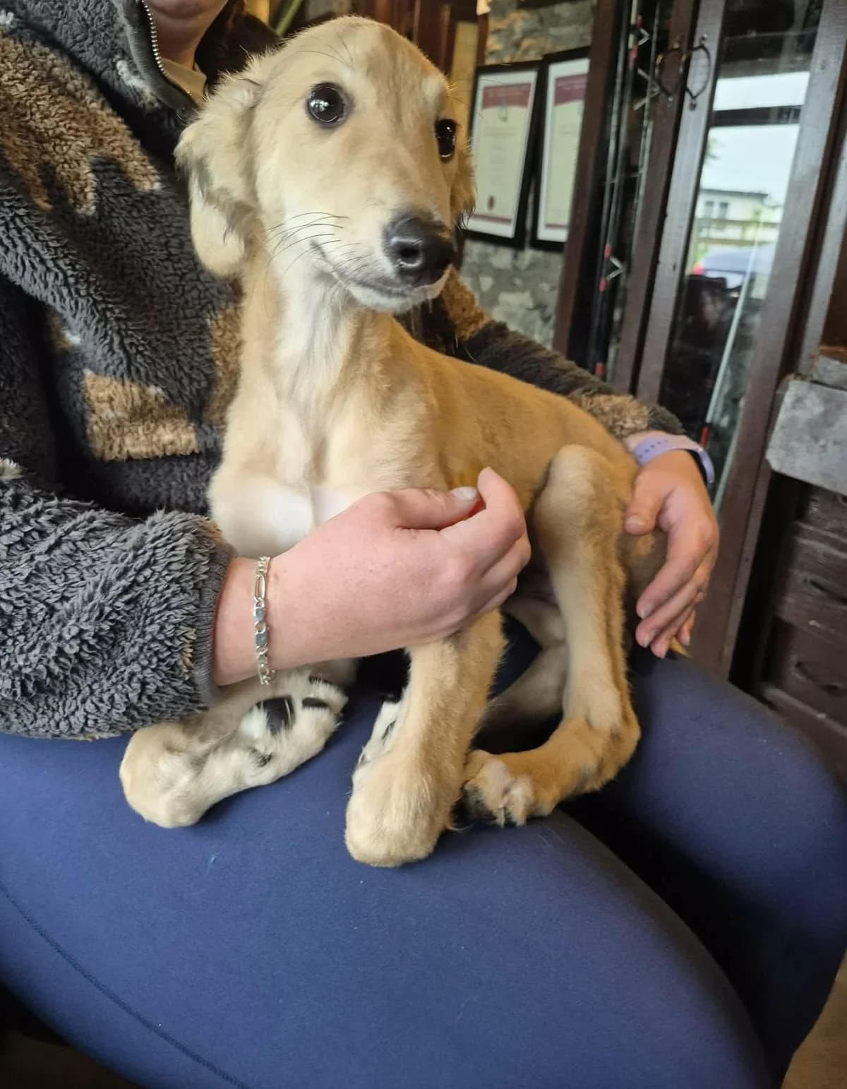 Midge, male puppy Lurcher for adoption at Hundar Utan Hem, Stockholm
