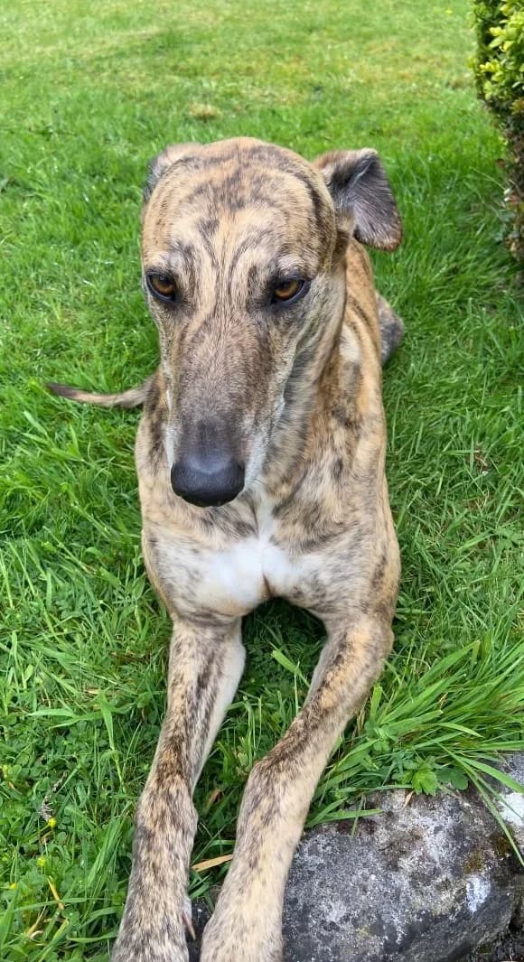 Mikko, male senior Greyhound for adoption at Hundar Utan Hem, Stockholm