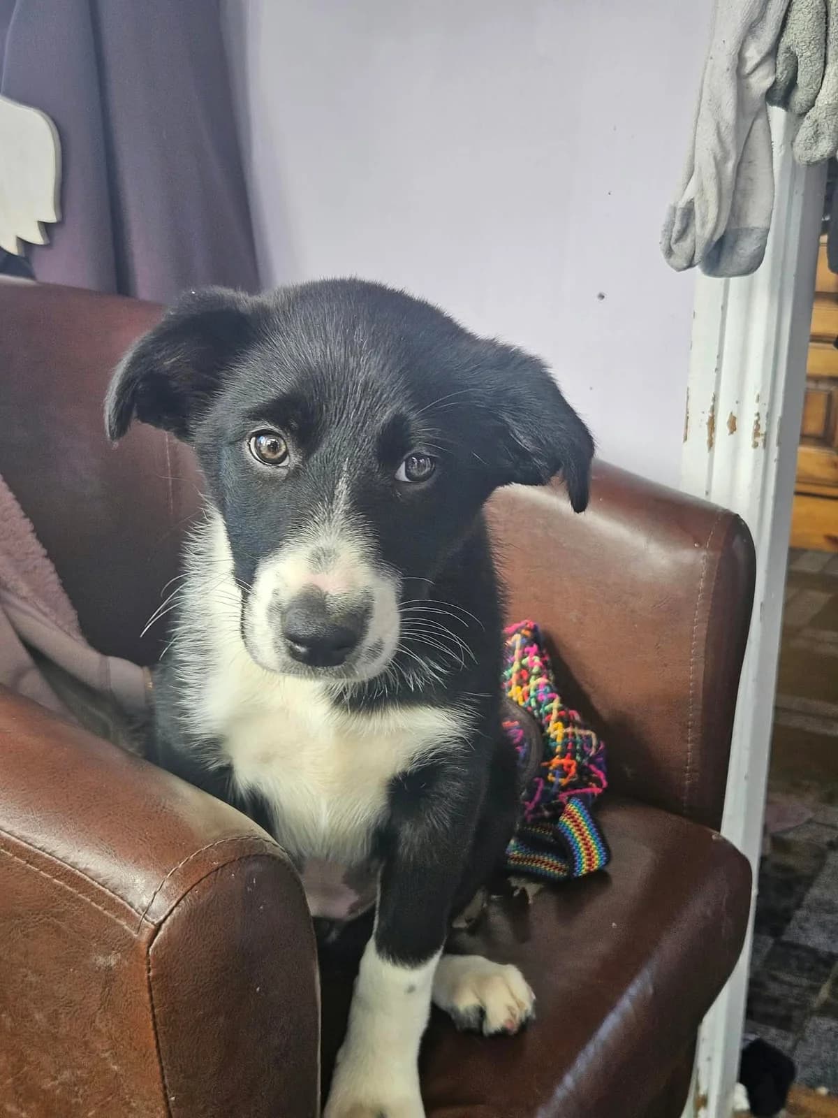 Milly, female puppy Border Collie for adoption at Hundar Utan Hem, Stockholm
