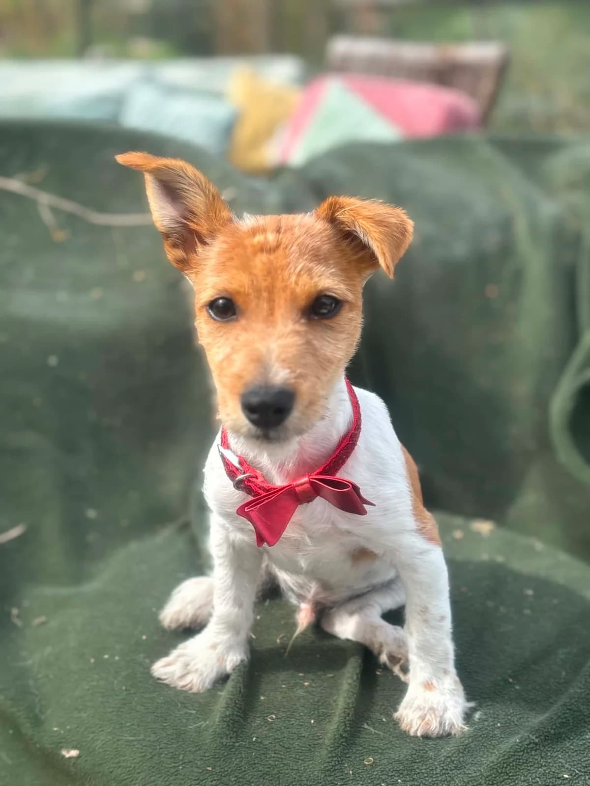 Milo, male puppy Jack Russell Terrier for adoption at Hundar Utan Hem, Stockholm