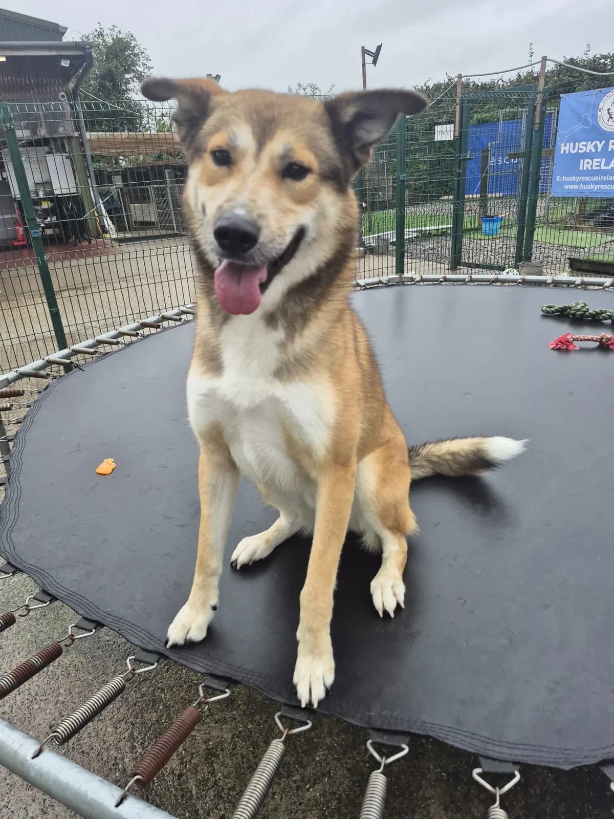 Milo, gra male young Husky for adoption at Hundar Utan Hem, Stockholm