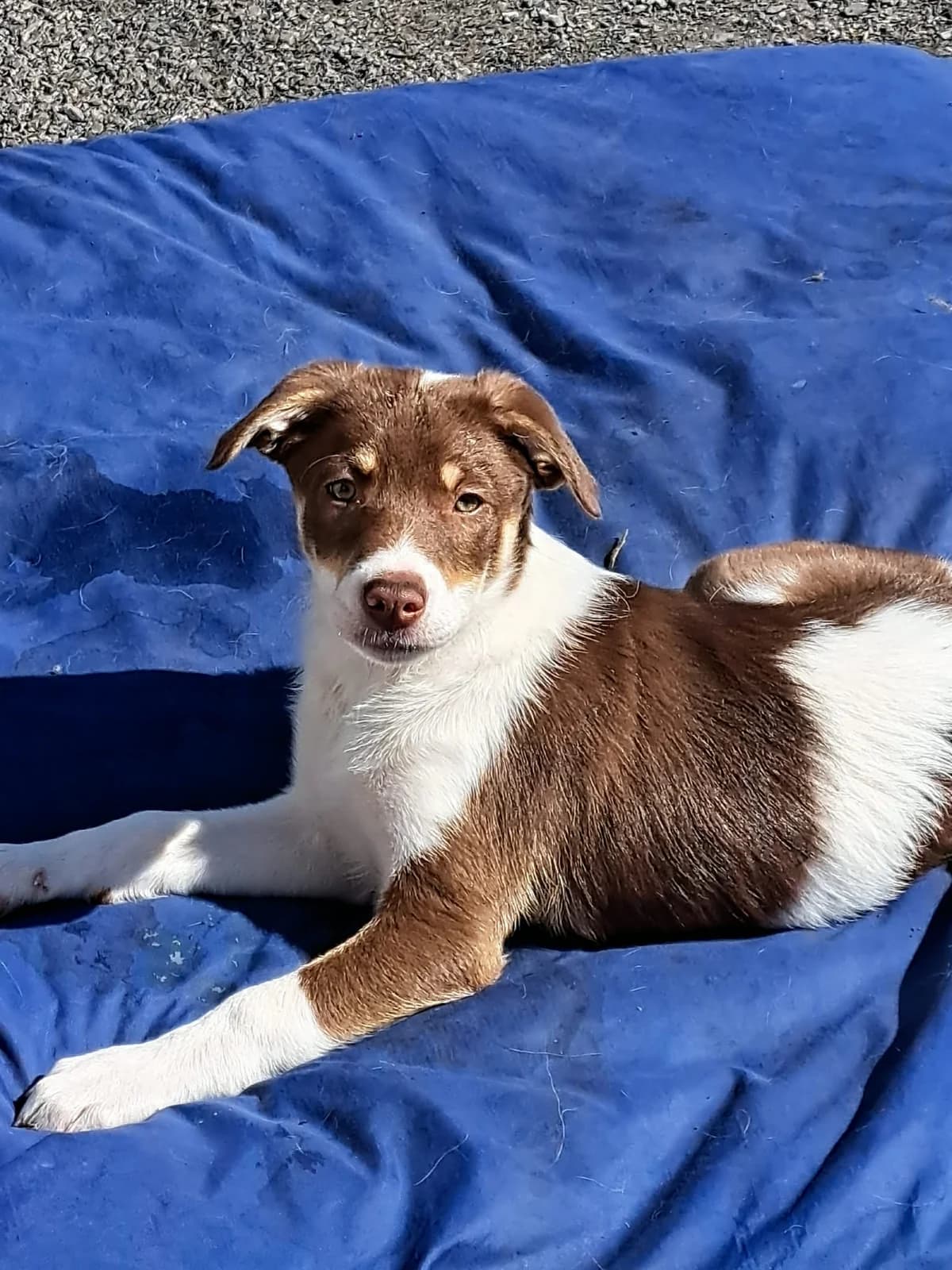 Mimi, female puppy Border Collie for adoption at Hundar Utan Hem, Stockholm