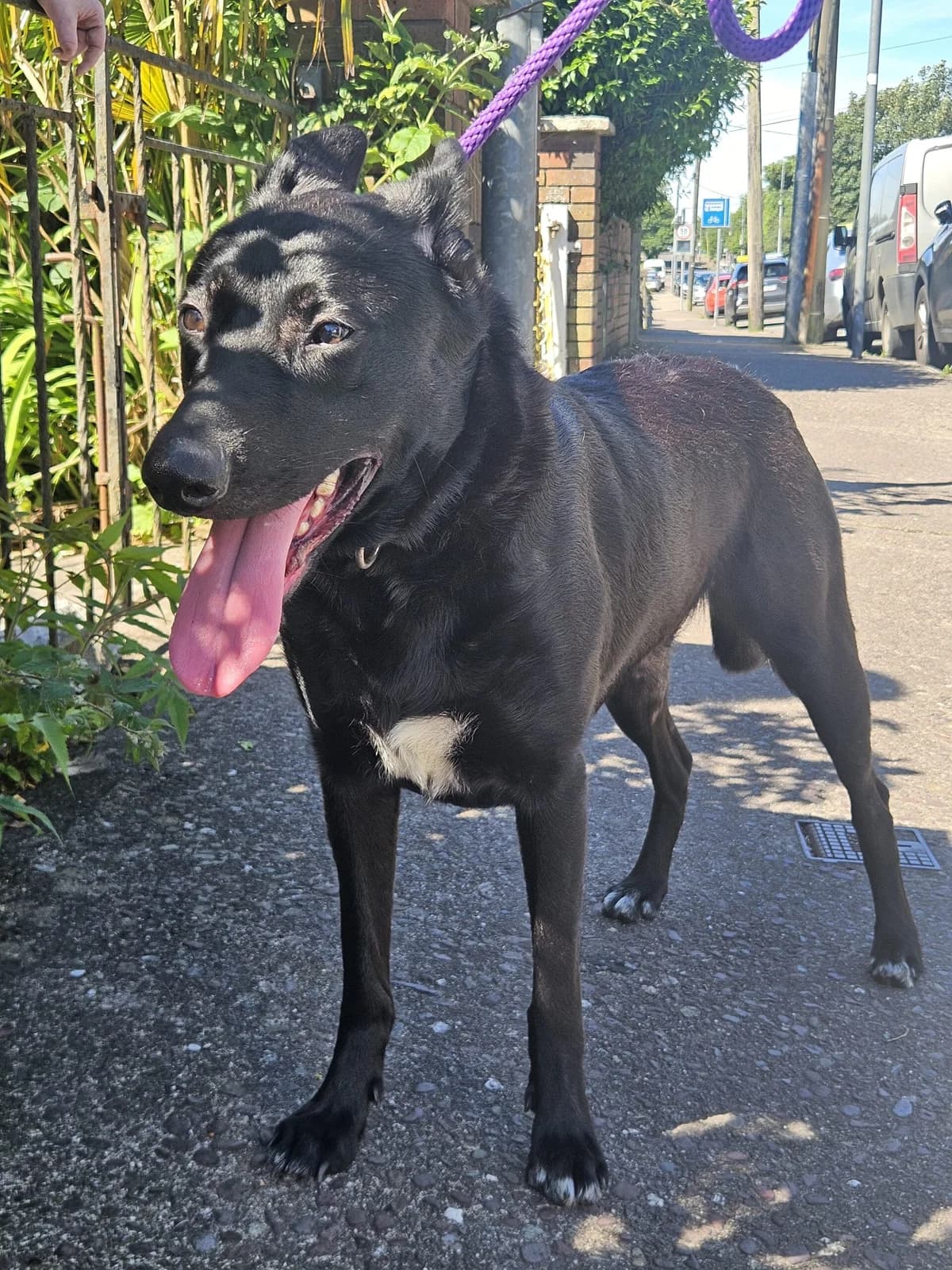 Molly, female young mixed breed for adoption at Hundar Utan Hem, Stockholm