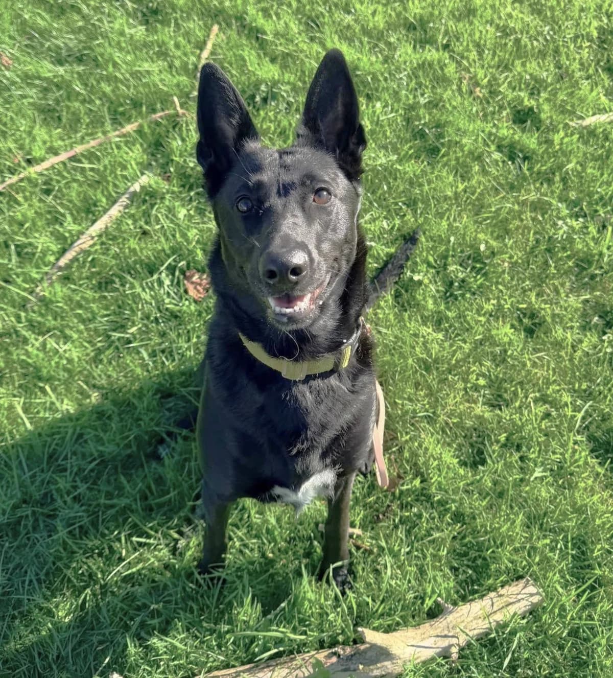 Molly, female young mixed breed for adoption at Hundar Utan Hem, Stockholm