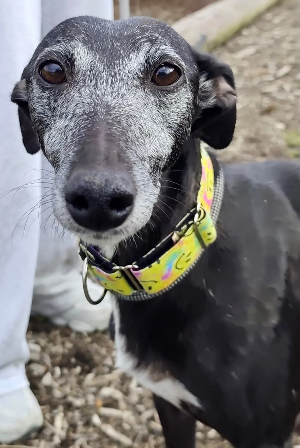 Molly, female 7yo Lurcher for adoption at Hundar Utan Hem, Stockholm