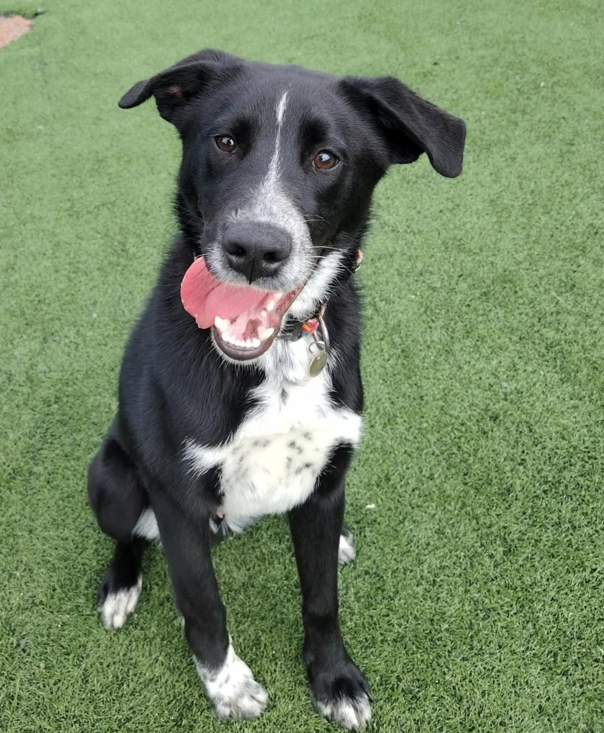 Moss, male young Border Collie for adoption at Hundar Utan Hem, Stockholm