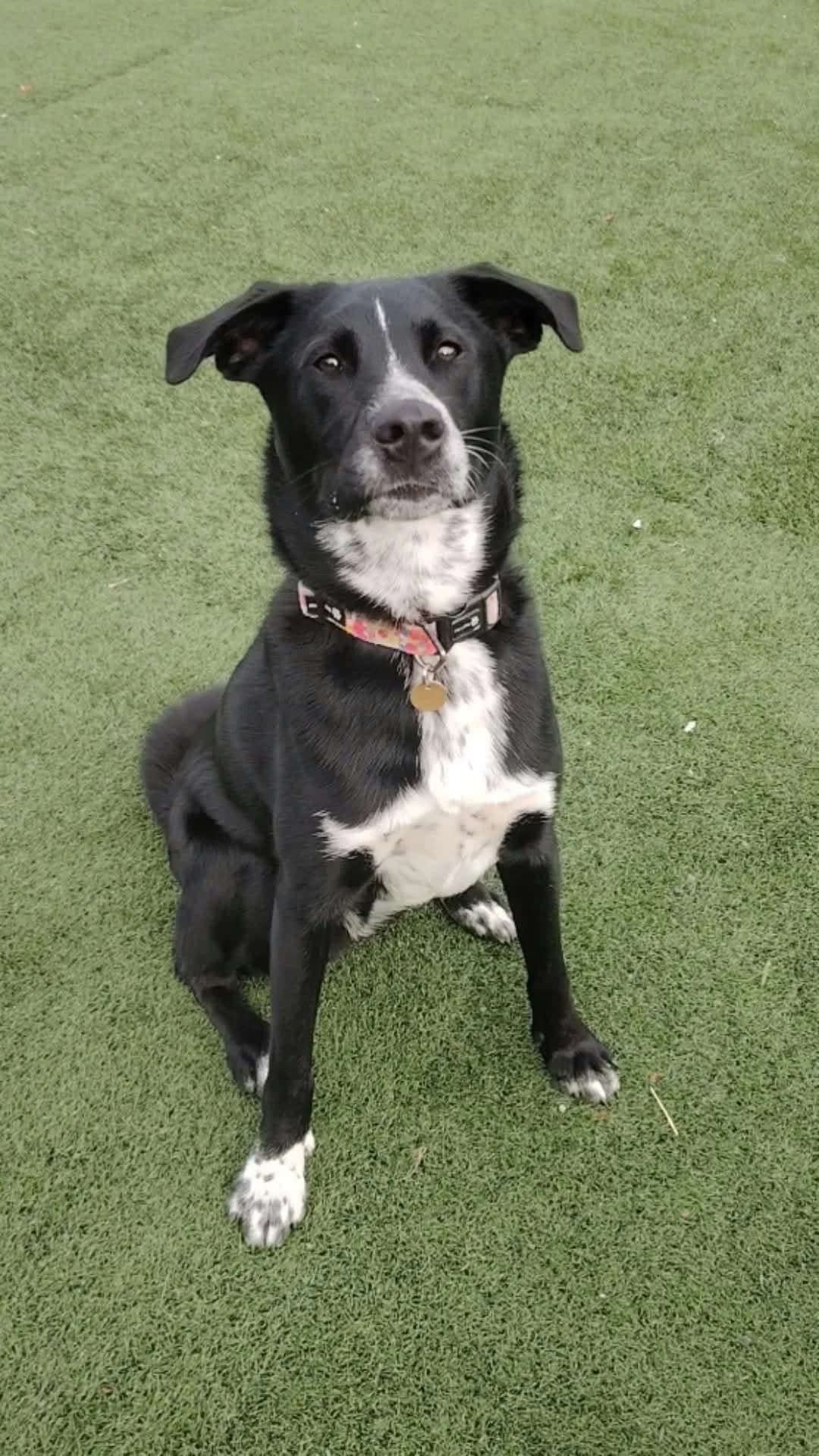 Moss, male young mixed breed for adoption at Hundar Utan Hem, Stockholm