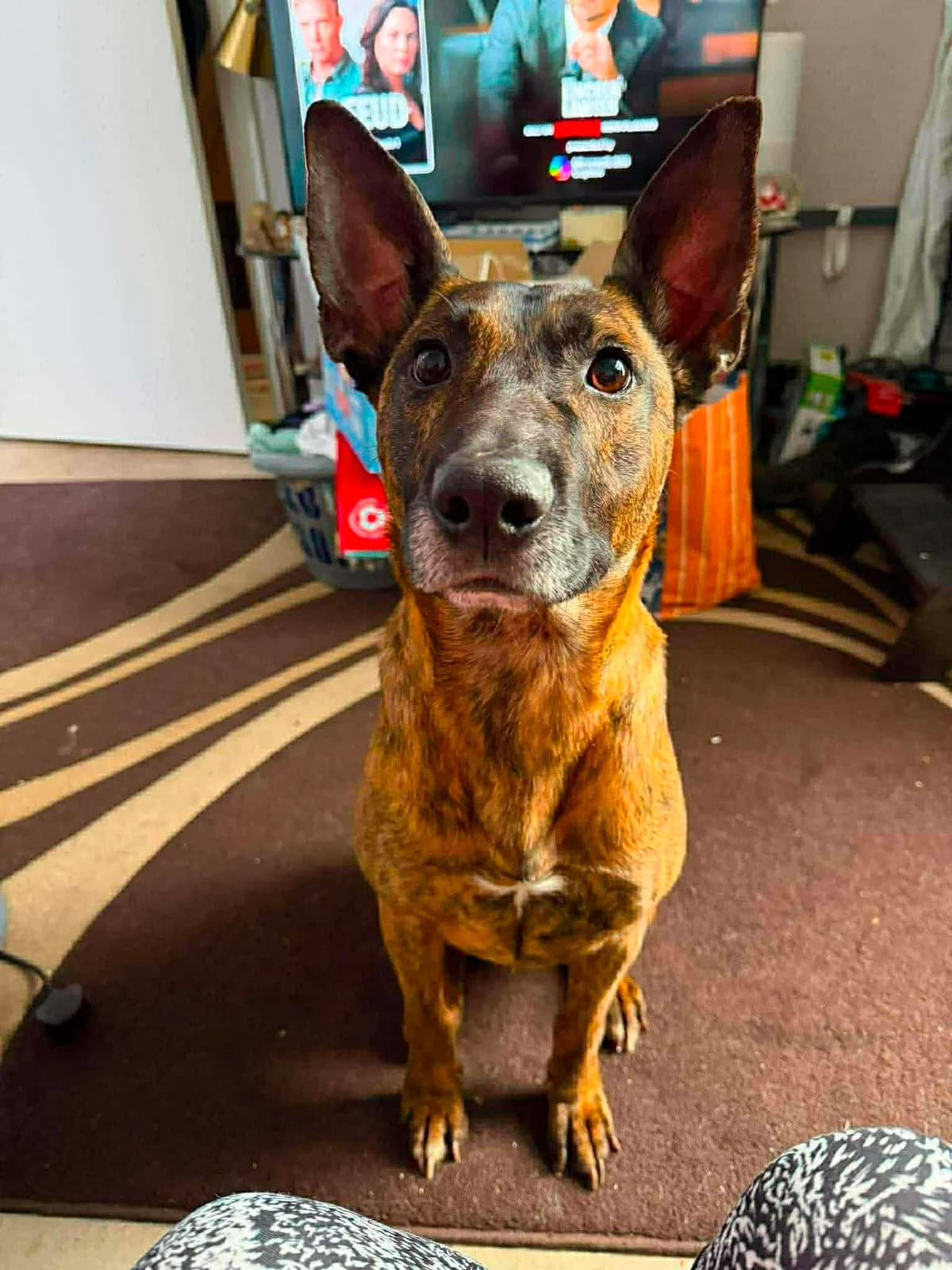 Mr. Lazarus, guld male 5yo mixed breed for adoption at Hundar Utan Hem, Stockholm