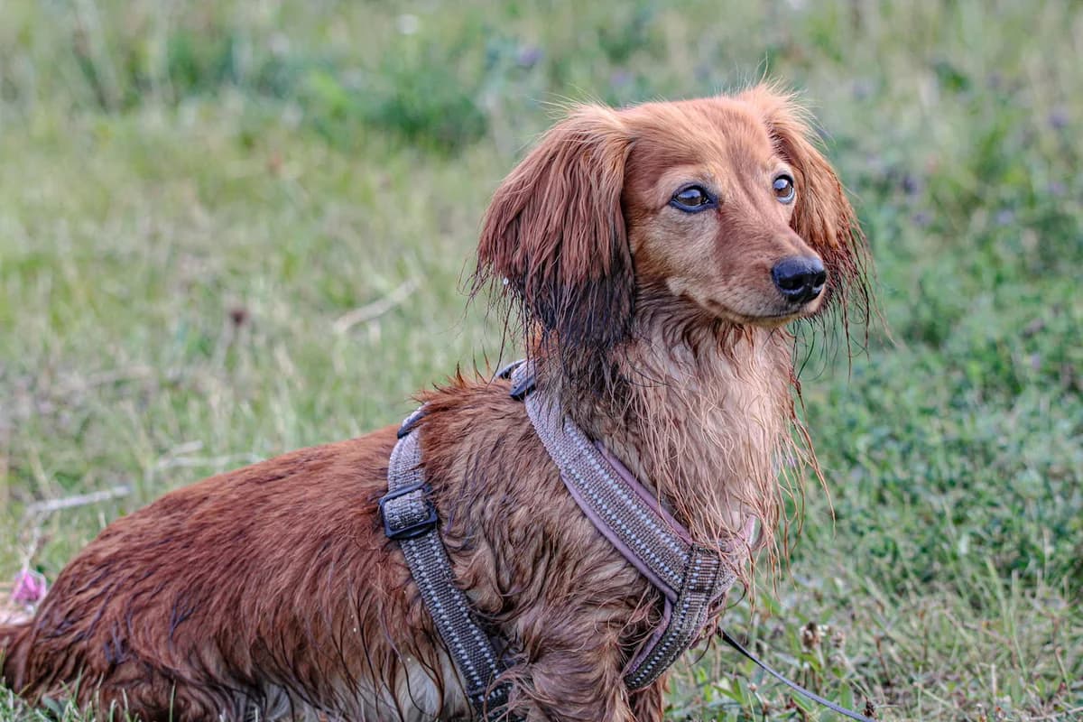 Nala, female 5yo mixed breed for adoption at Hundar Utan Hem, Stockholm