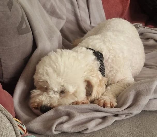 Nellie, female 6yo Bichon Frisé for adoption at Hundar Utan Hem, Stockholm