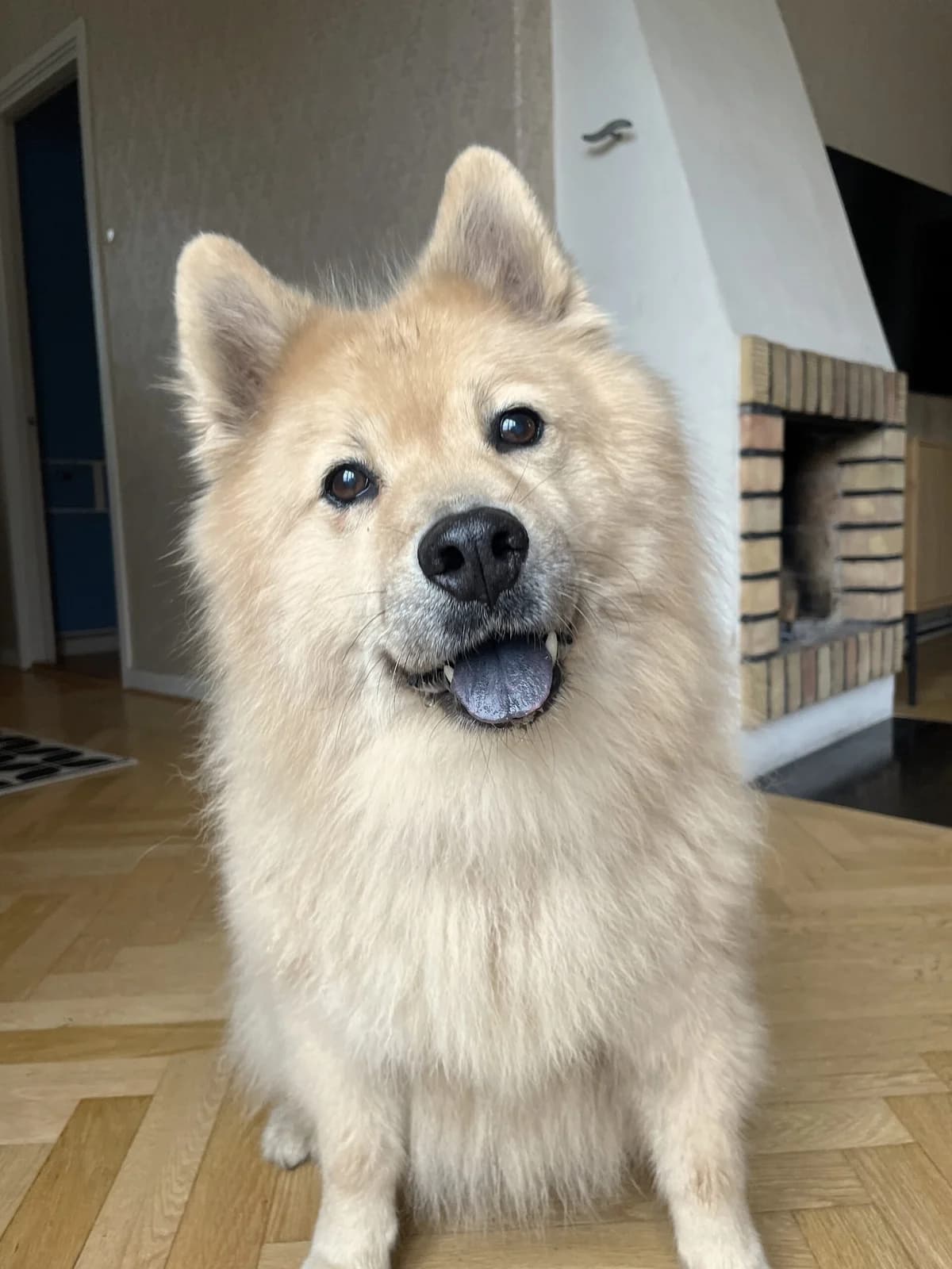 Nelly, female senior mixed breed for adoption at Hundar Utan Hem, Stockholm