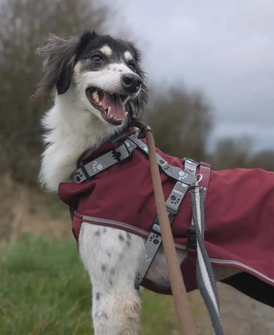 Nessa, female 5yo Saluki for adoption at Hundar Utan Hem, Stockholm
