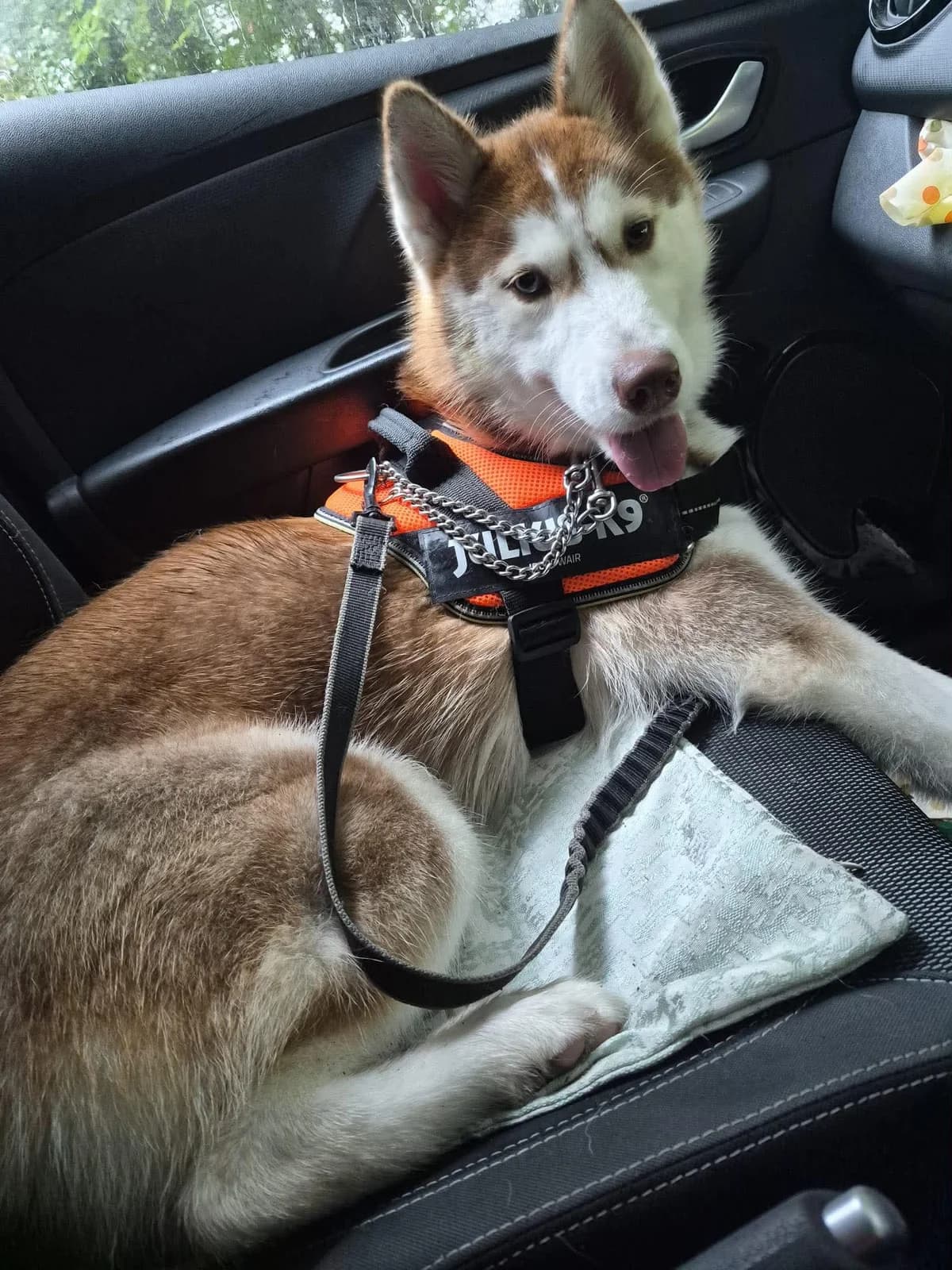 Nova, female puppy Husky for adoption at Hundar Utan Hem, Stockholm
