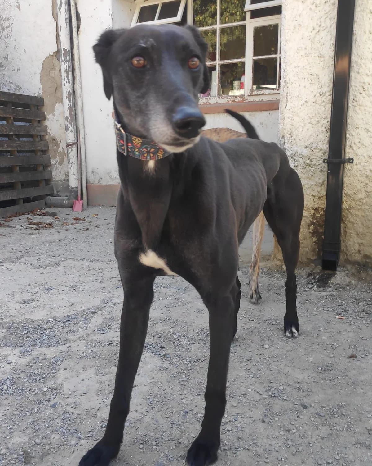 Ollie, male 6yo Lurcher for adoption at Hundar Utan Hem, Stockholm