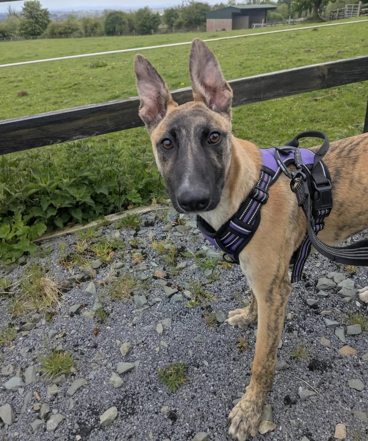 Oscar, male puppy Lurcher for adoption at Hundar Utan Hem, Stockholm
