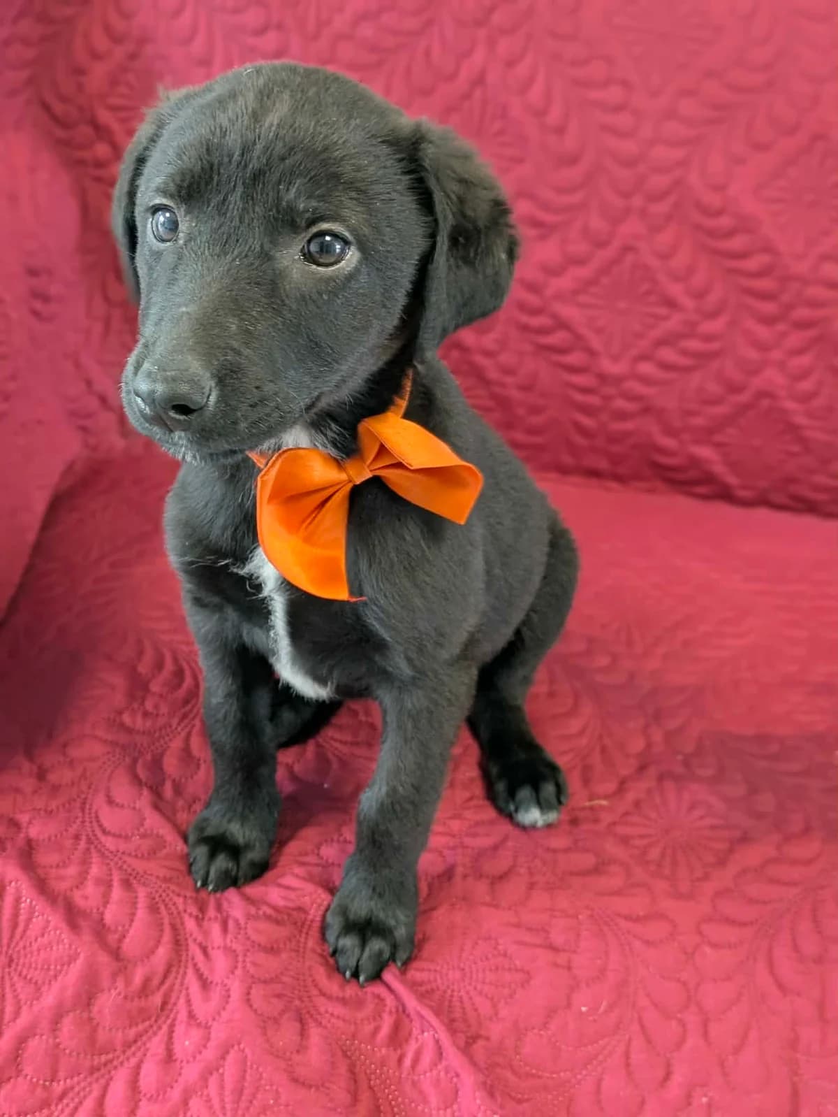 Pacha, female puppy mixed breed for adoption at Hundar Utan Hem, Stockholm
