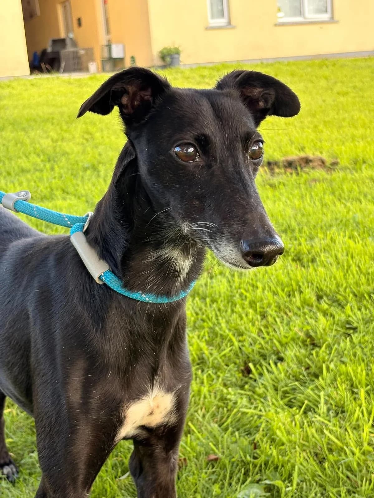 Patsy, female 5yo Whippet for adoption at Hundar Utan Hem, Stockholm