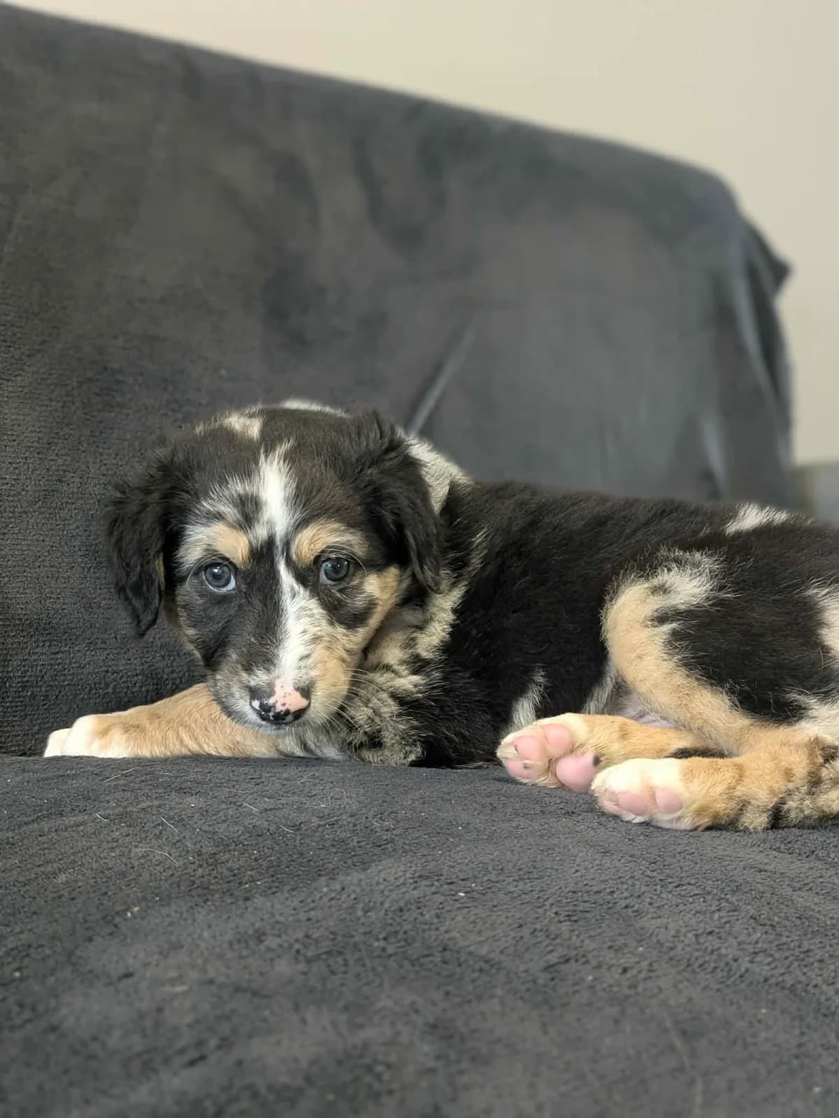 Paulie, male puppy Lurcher for adoption at Hundar Utan Hem, Stockholm
