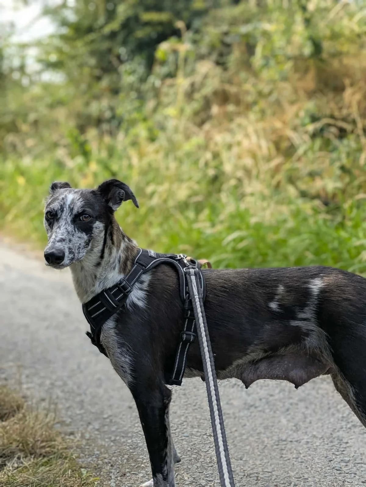 Pearl, female 3yo Lurcher for adoption at Hundar Utan Hem, Stockholm