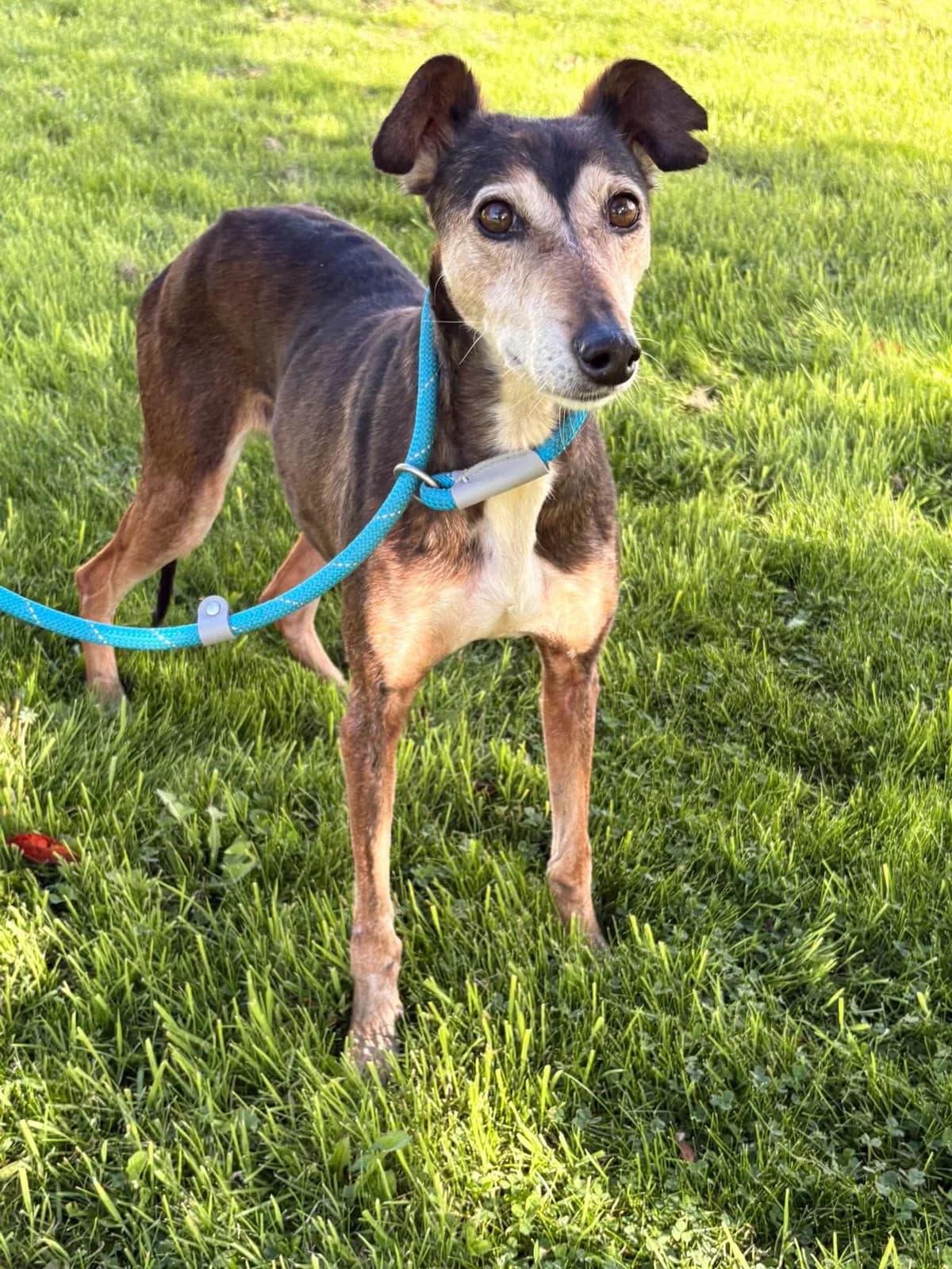 Peggy, female 5yo Whippet for adoption at Hundar Utan Hem, Stockholm