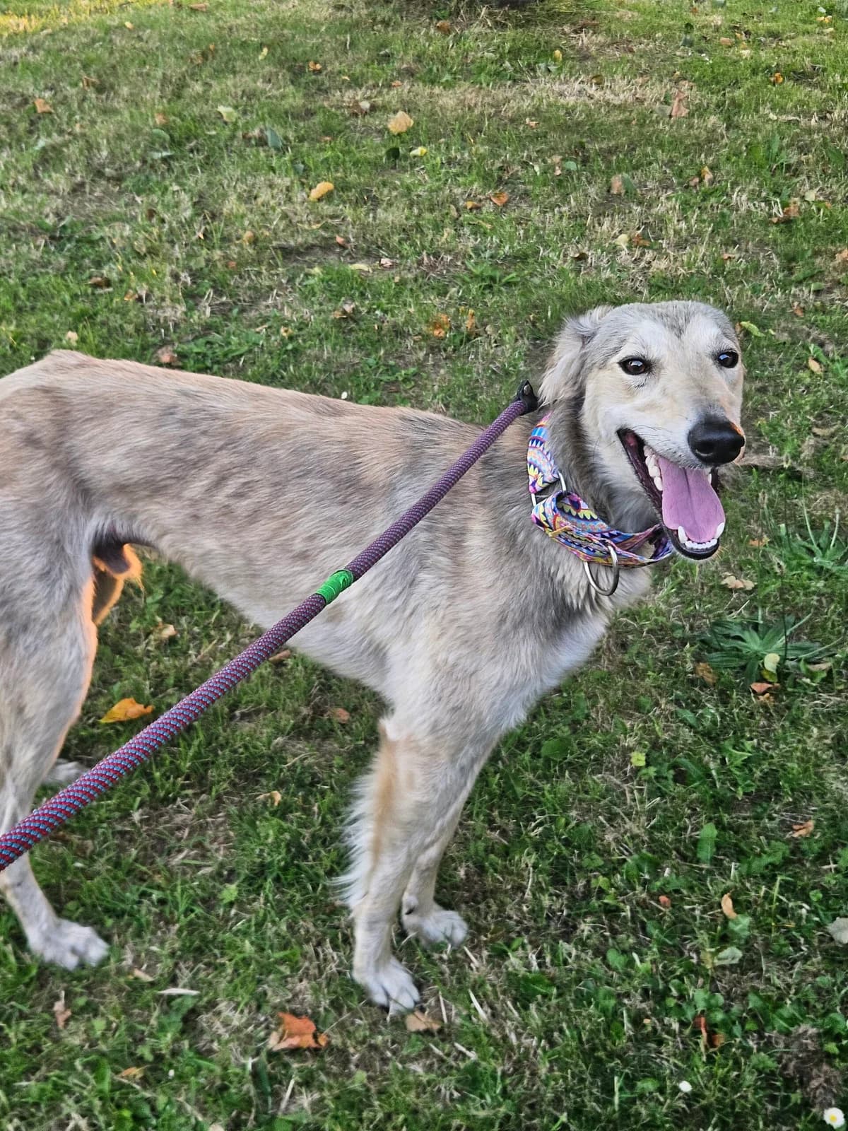 Percy, male young Saluki for adoption at Hundar Utan Hem, Stockholm