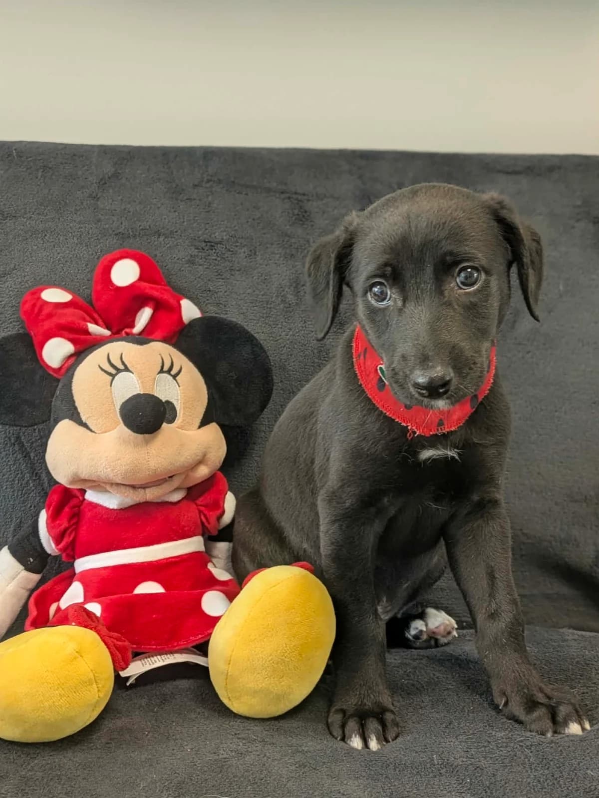 Petey, male puppy Lurcher for adoption at Hundar Utan Hem, Stockholm