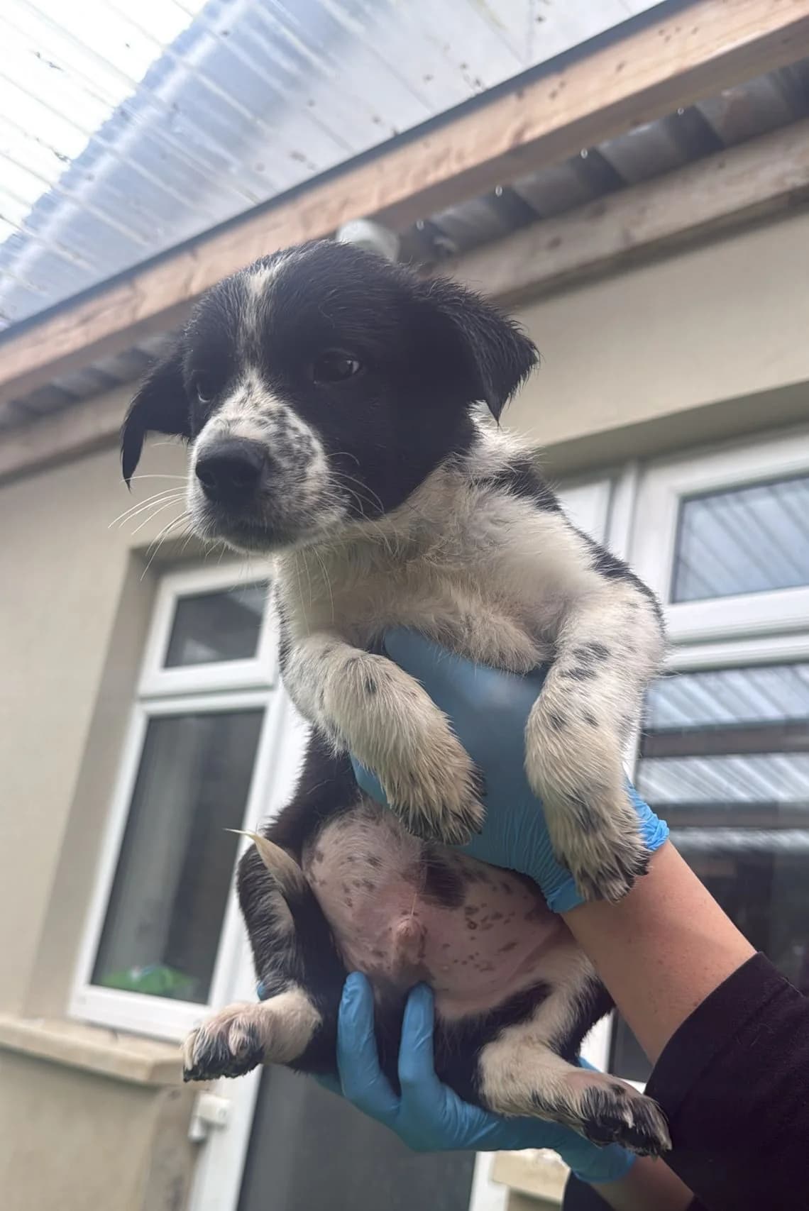 PJ, male puppy Border Collie for adoption at Hundar Utan Hem, Stockholm