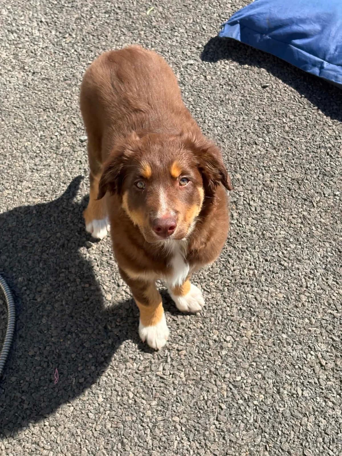 Polly, female puppy Border Collie for adoption at Hundar Utan Hem, Stockholm