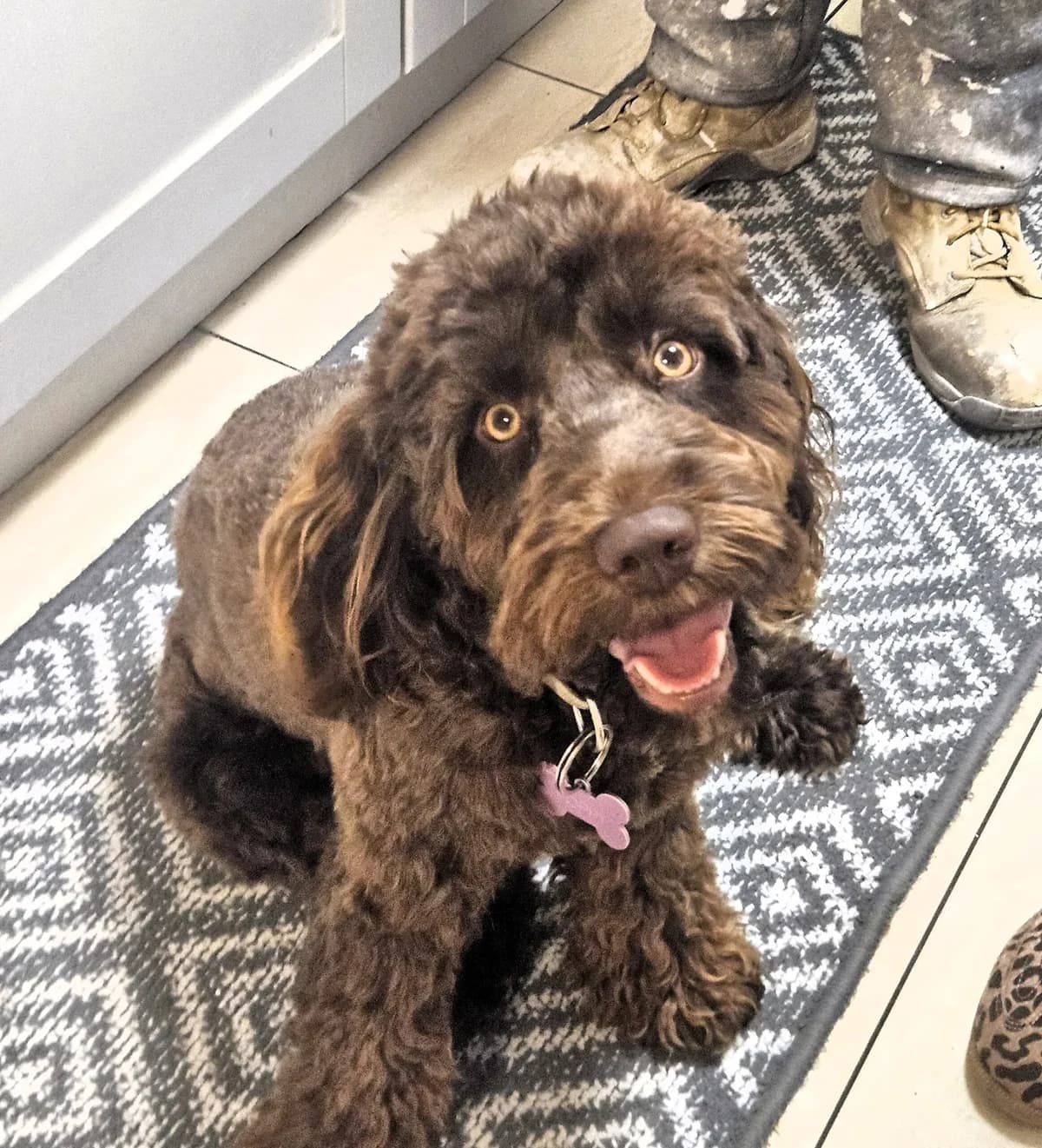 Poppy, female puppy Cocker Spaniel for adoption at Hundar Utan Hem, Stockholm