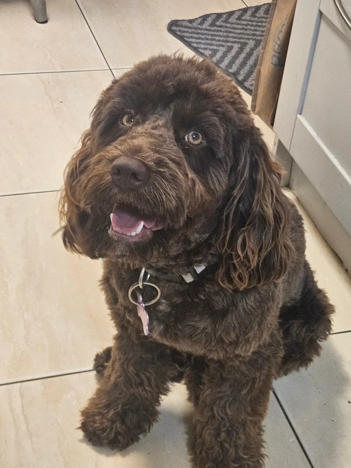 Poppy, female puppy Cocker Spaniel for adoption at Hundar Utan Hem, Stockholm