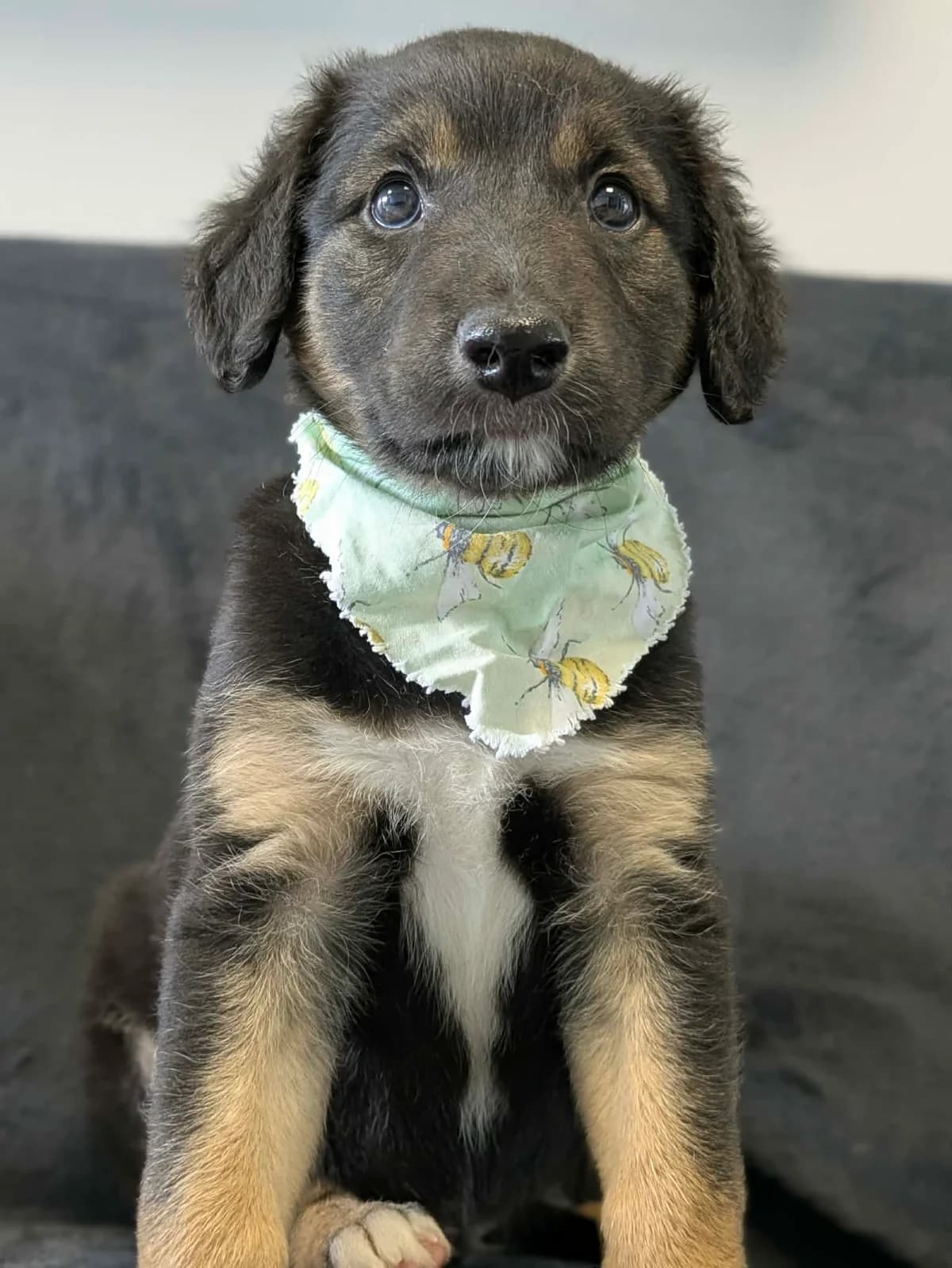 Presley, male puppy Lurcher for adoption at Hundar Utan Hem, Stockholm