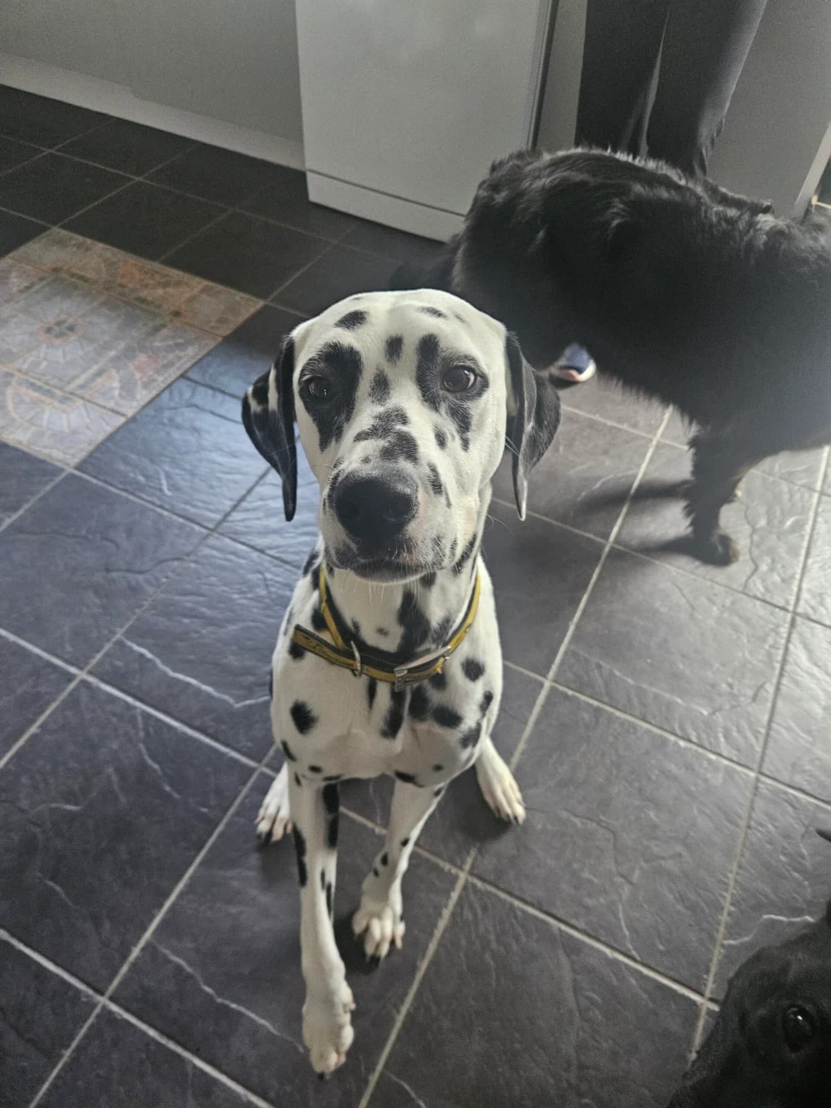 Prince, male 3yo mixed breed for adoption at Hundar Utan Hem, Stockholm