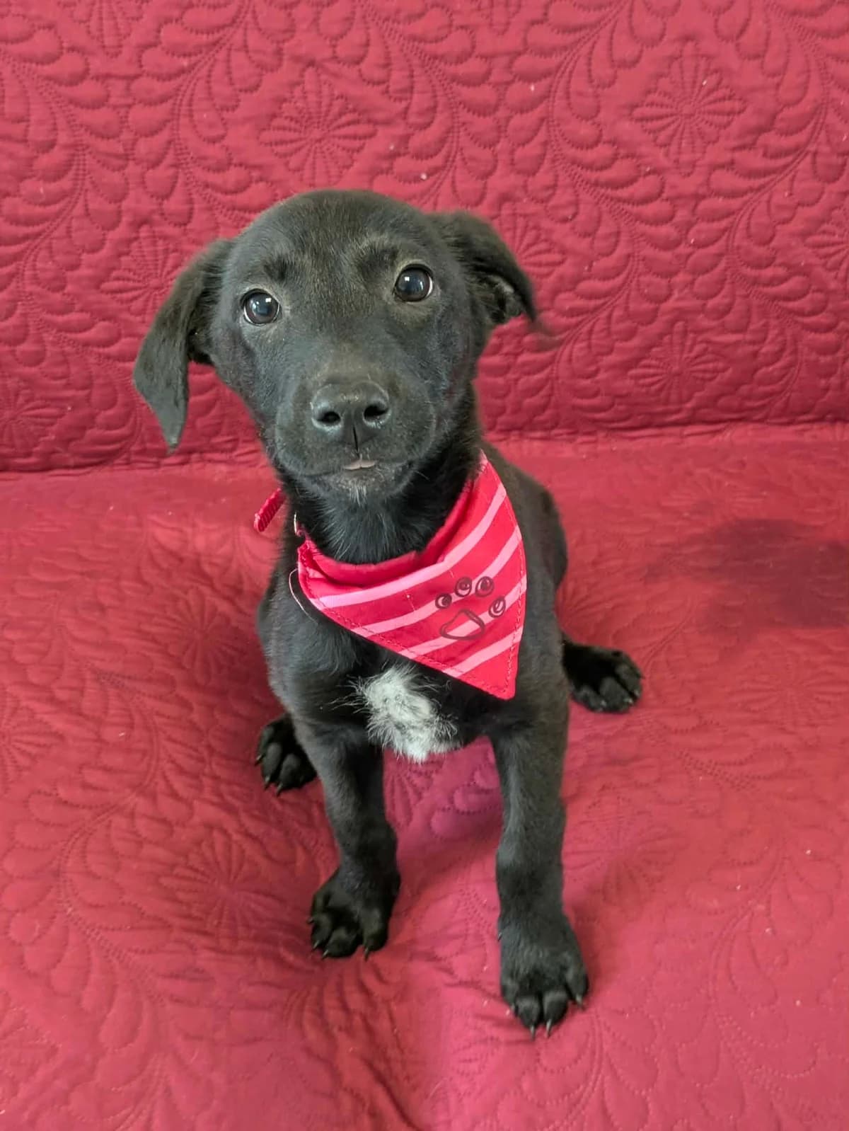 Rafiki, female puppy mixed breed for adoption at Hundar Utan Hem, Stockholm