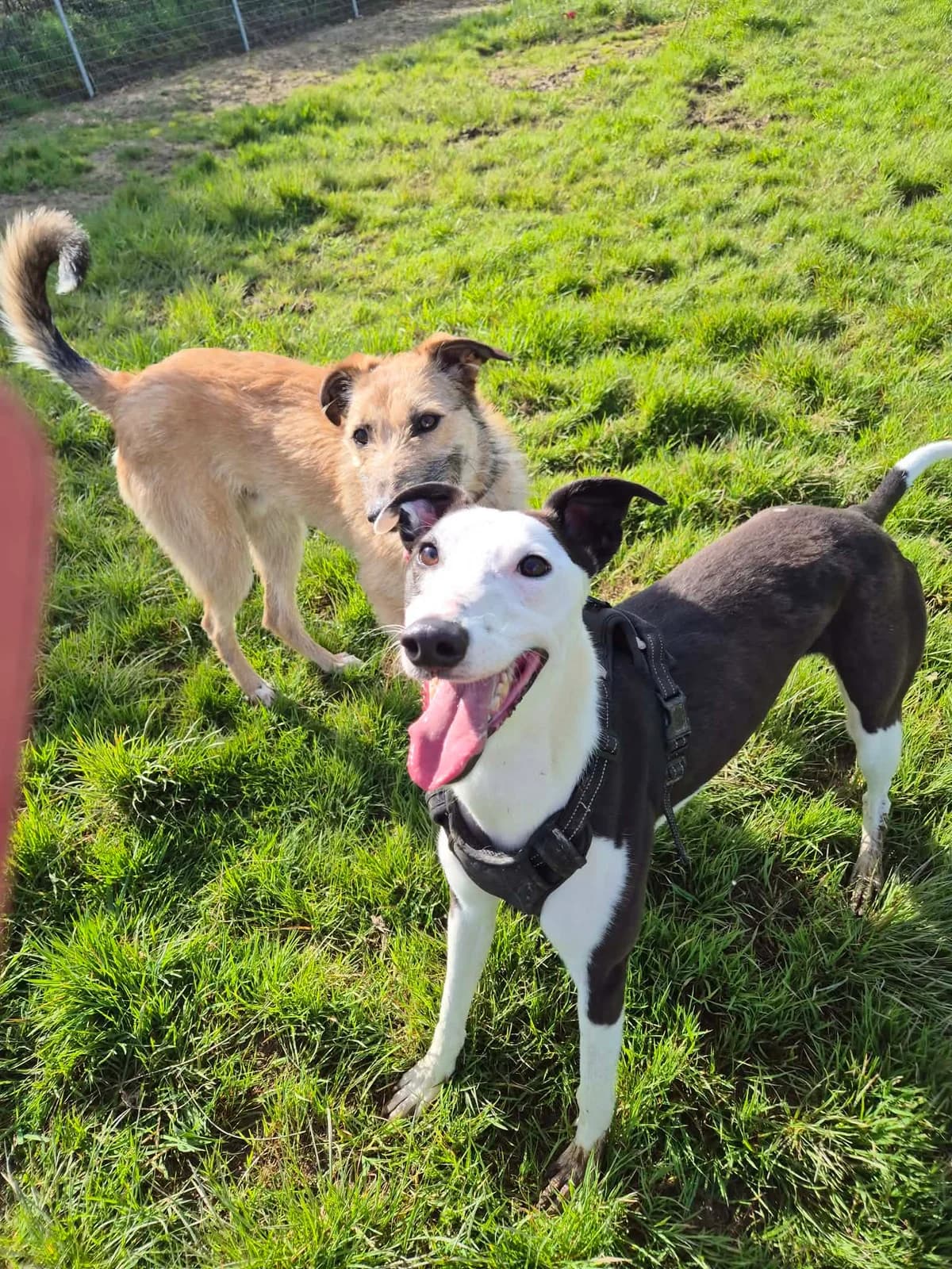Reuben, male young Lurcher for adoption at Hundar Utan Hem, Stockholm
