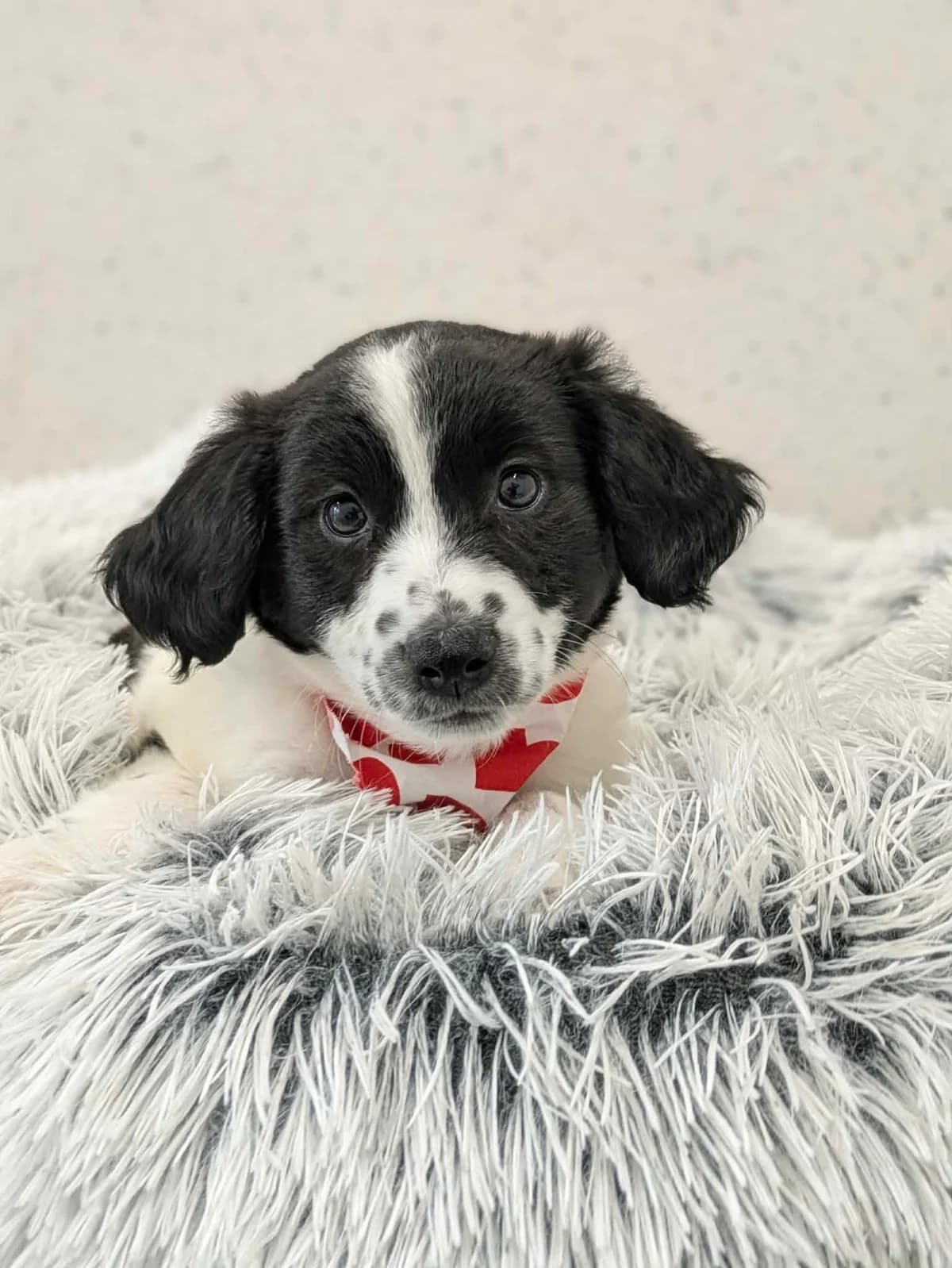 River, female puppy mixed breed for adoption at Hundar Utan Hem, Stockholm