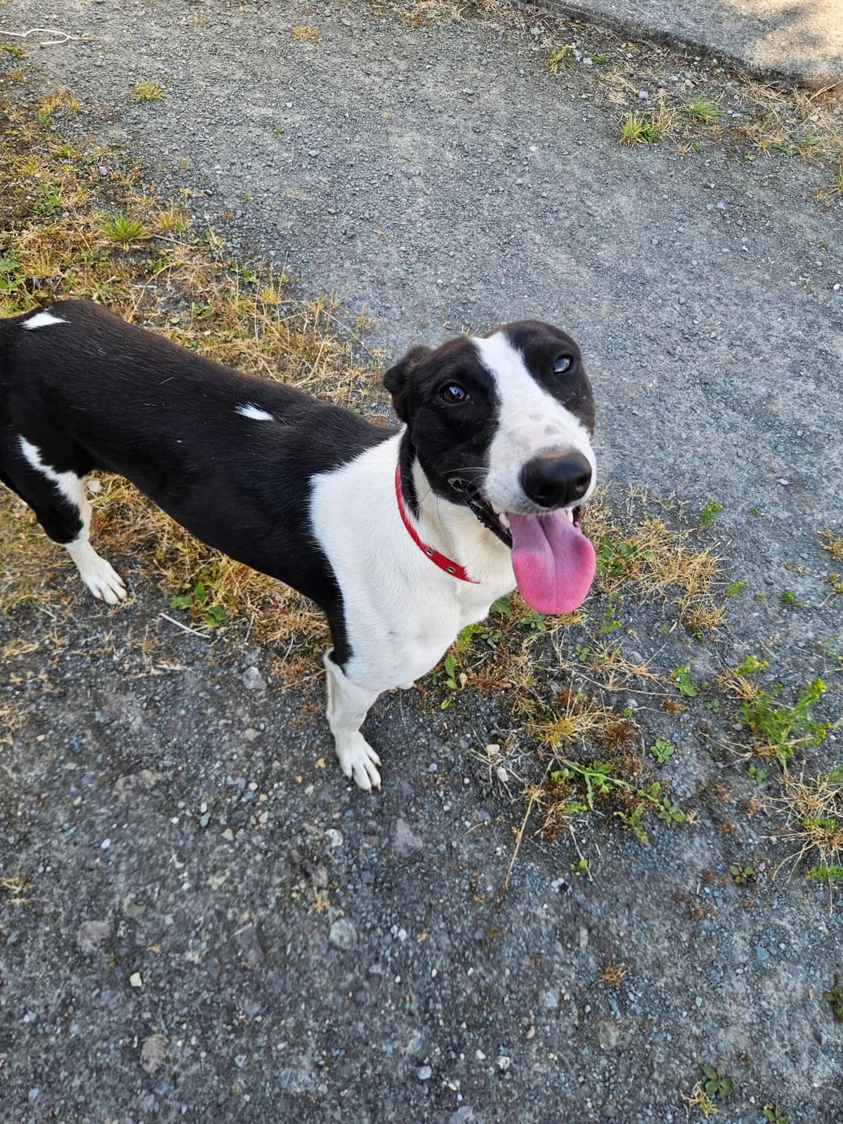 River, male young Lurcher for adoption at Hundar Utan Hem, Stockholm