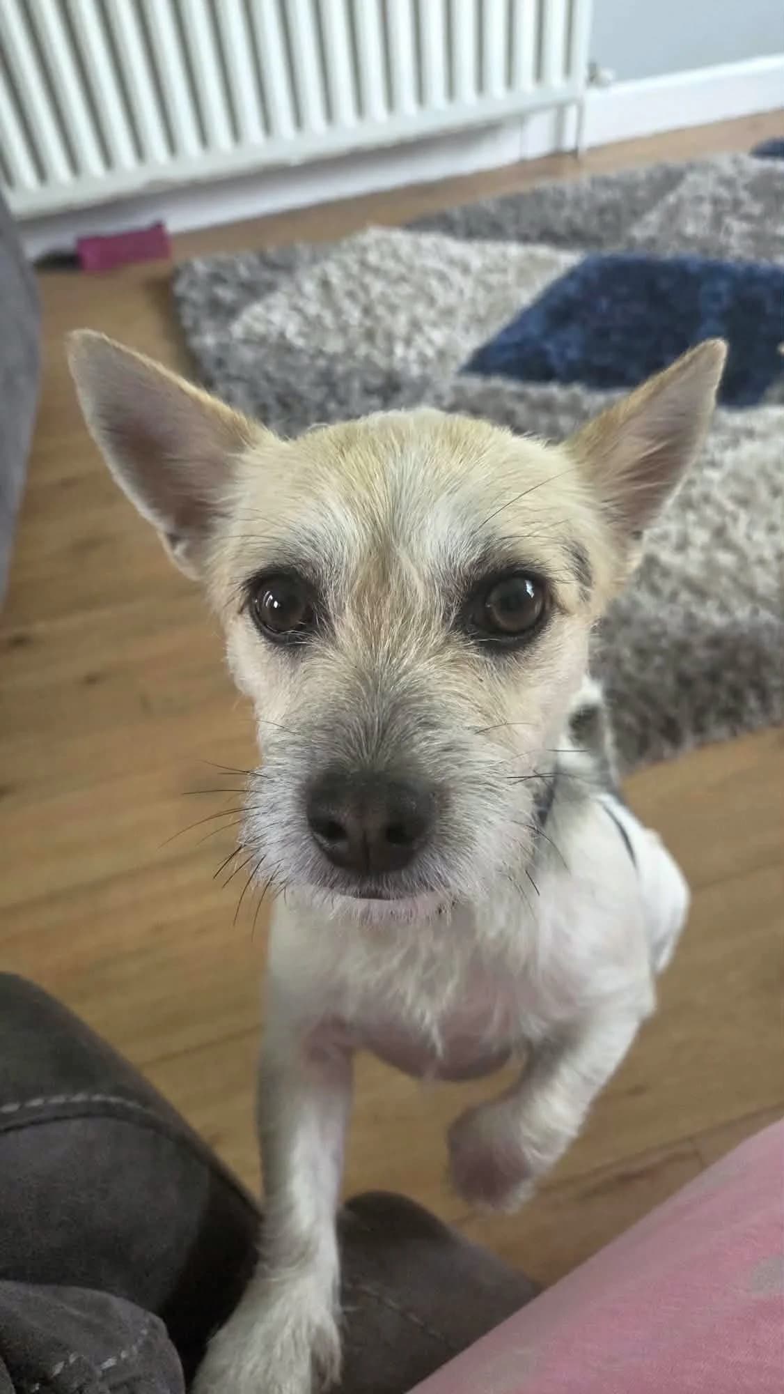 Rocky, male young mixed breed for adoption at Hundar Utan Hem, Stockholm