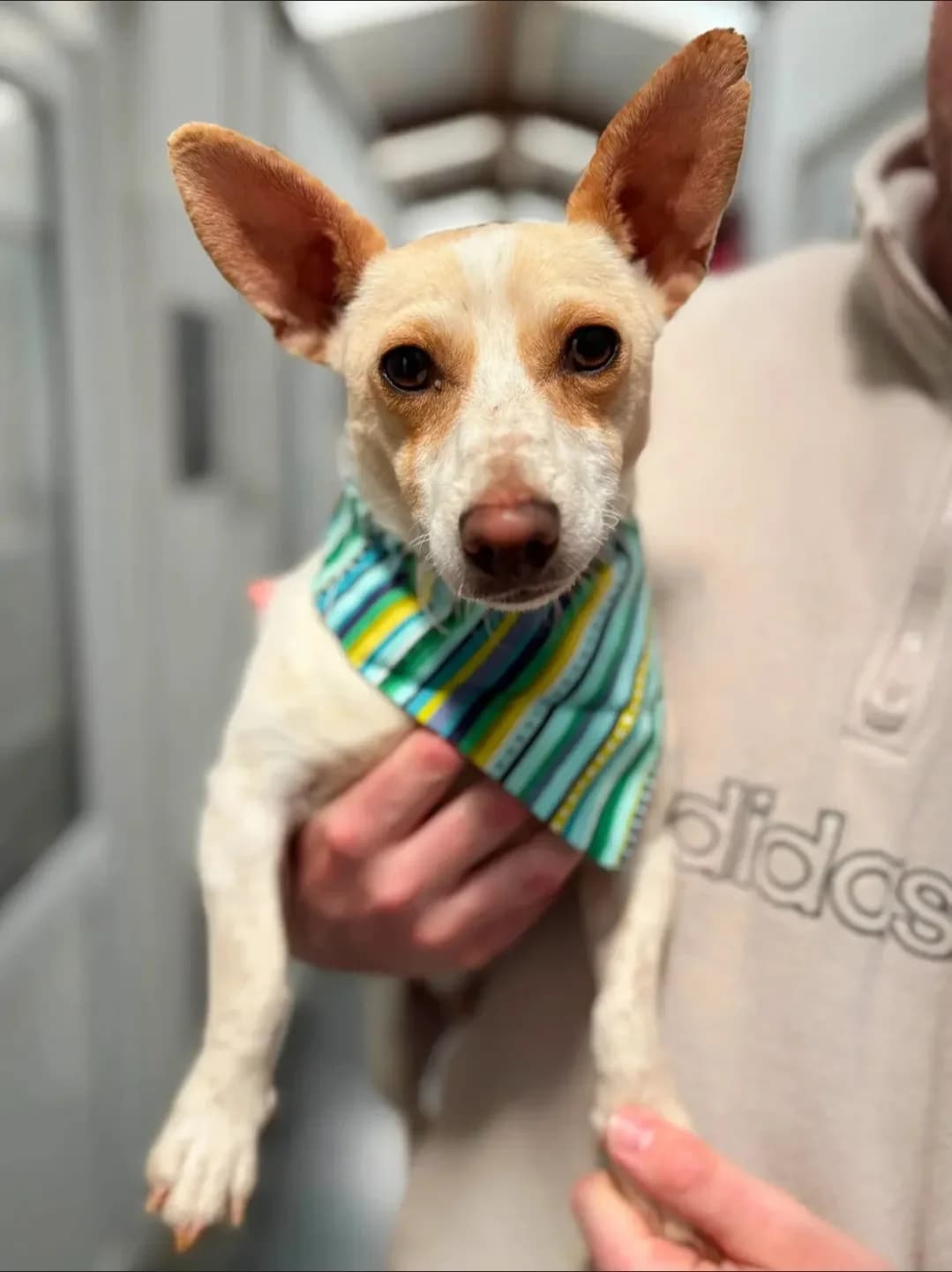 Rodger, male 3yo Jack Russell Terrier for adoption at Hundar Utan Hem, Stockholm
