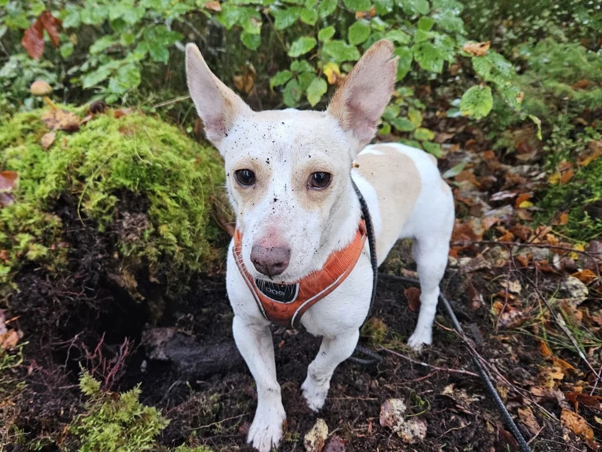 Rodger, male 4yo Jack Russell Terrier for adoption at Hundar Utan Hem, Stockholm