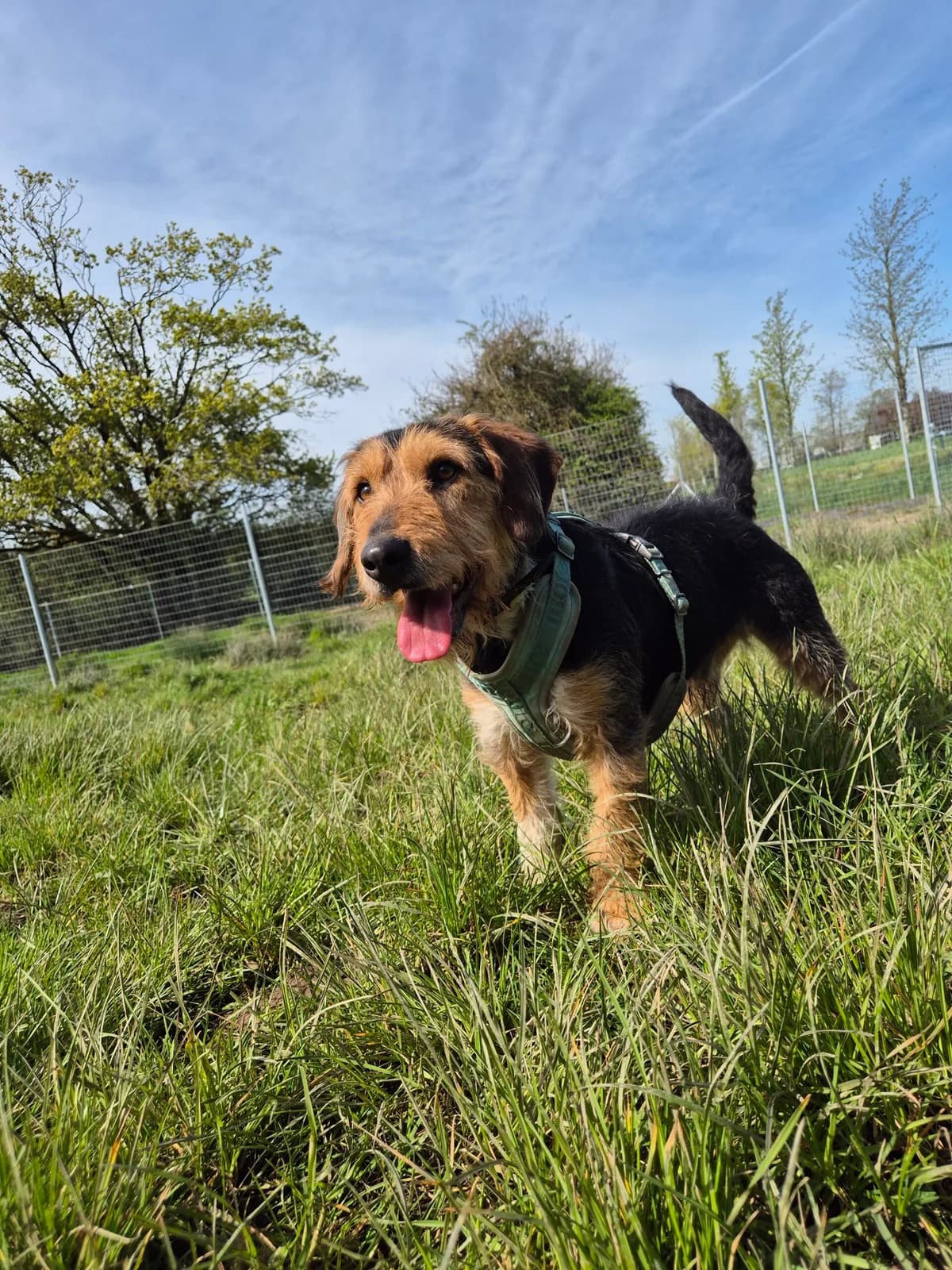 Romie, male 3yo mixed breed for adoption at Hundar Utan Hem, Stockholm