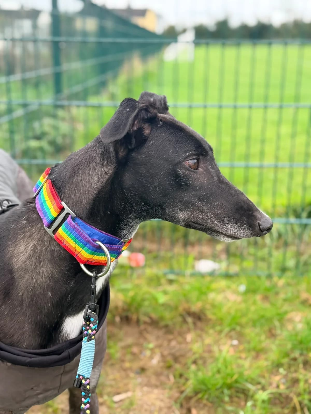 Rook, male 5yo Greyhound for adoption at Hundar Utan Hem, Stockholm