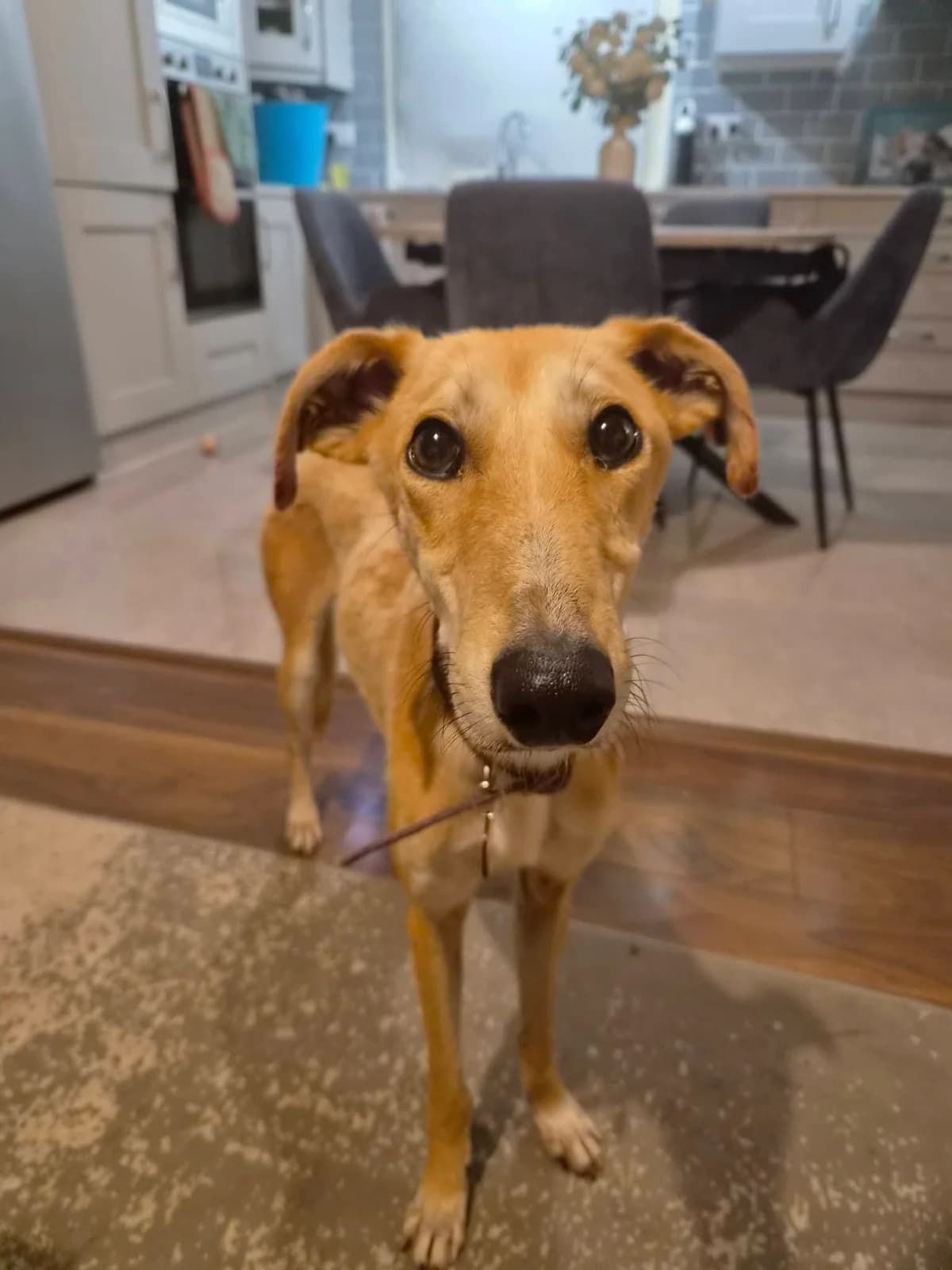 Rua, male young Lurcher for adoption at Hundar Utan Hem, Stockholm