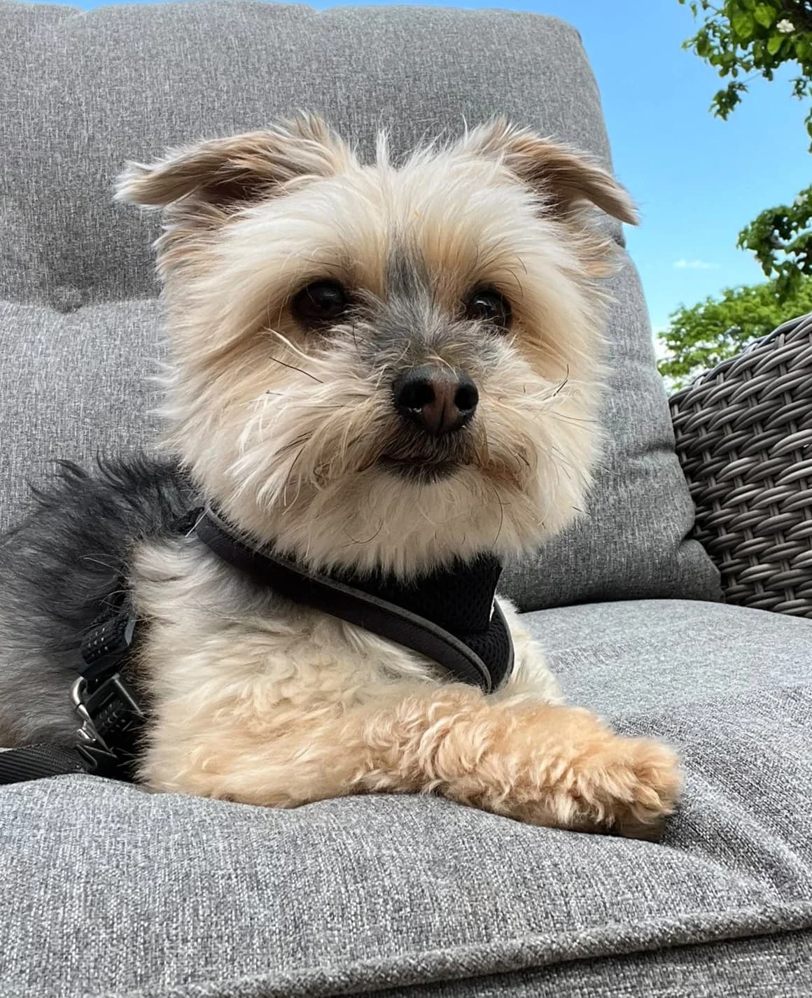 Rufus, male senior Yorkshire Terrier for adoption at Hundar Utan Hem, Stockholm