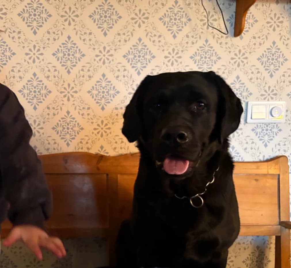 Rulle, male 3yo Labrador Retriever for adoption at Hundar Utan Hem, Stockholm