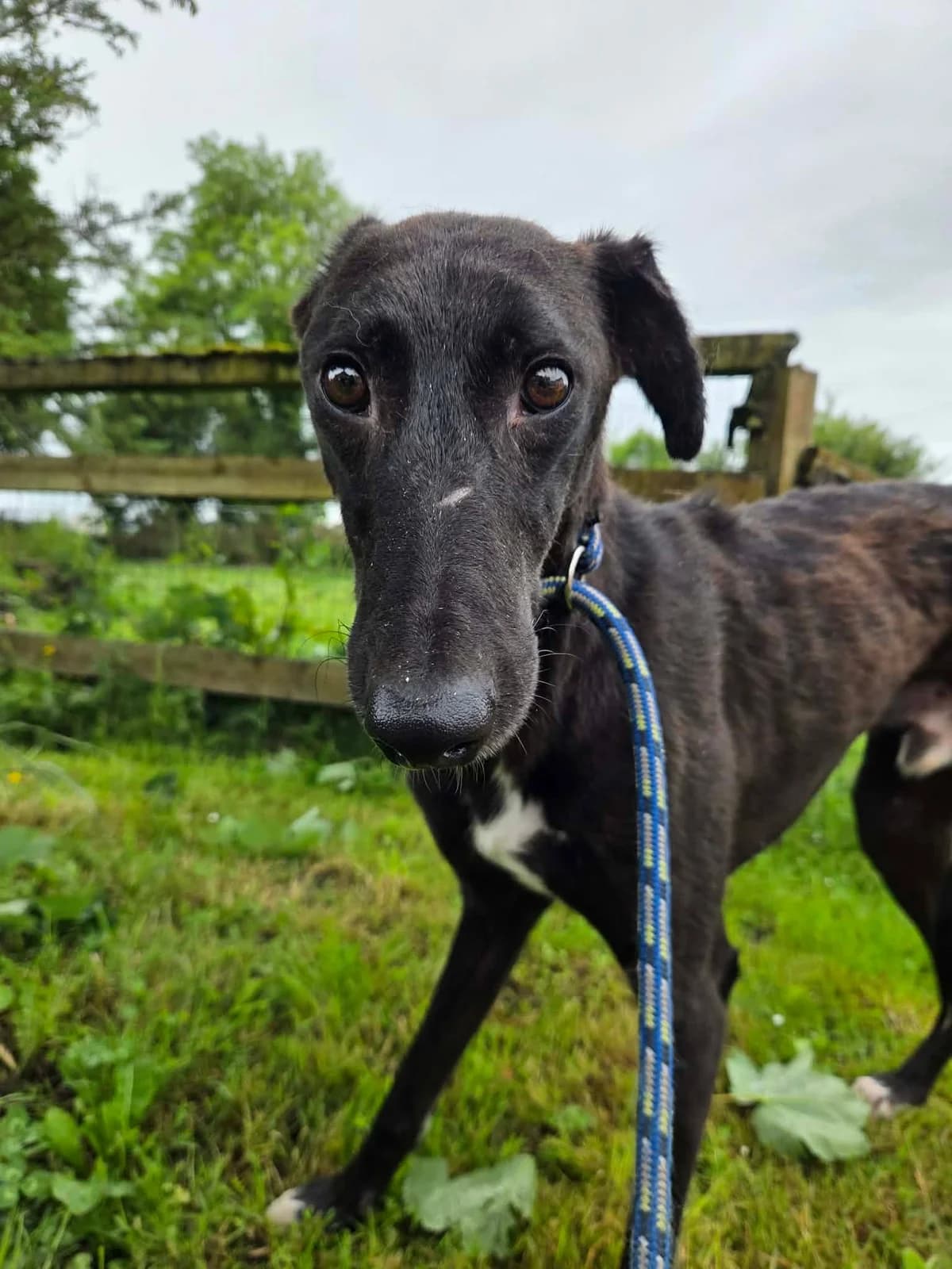 Russell, male young Lurcher for adoption at Hundar Utan Hem, Stockholm