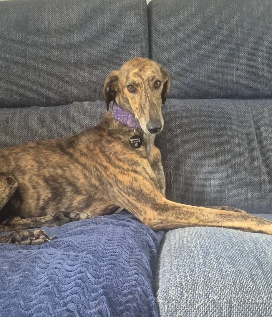 Sadie, female young Lurcher for adoption at Hundar Utan Hem, Stockholm
