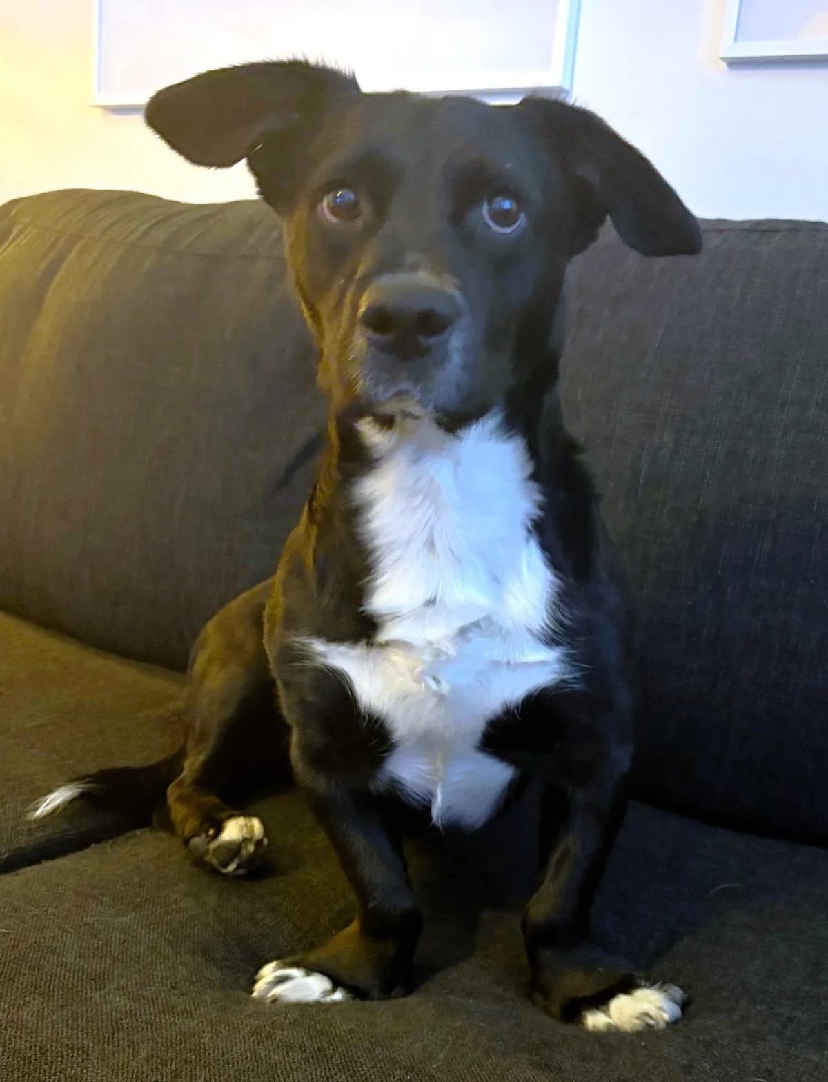 Salem, male young mixed breed for adoption at Hundar Utan Hem, Stockholm