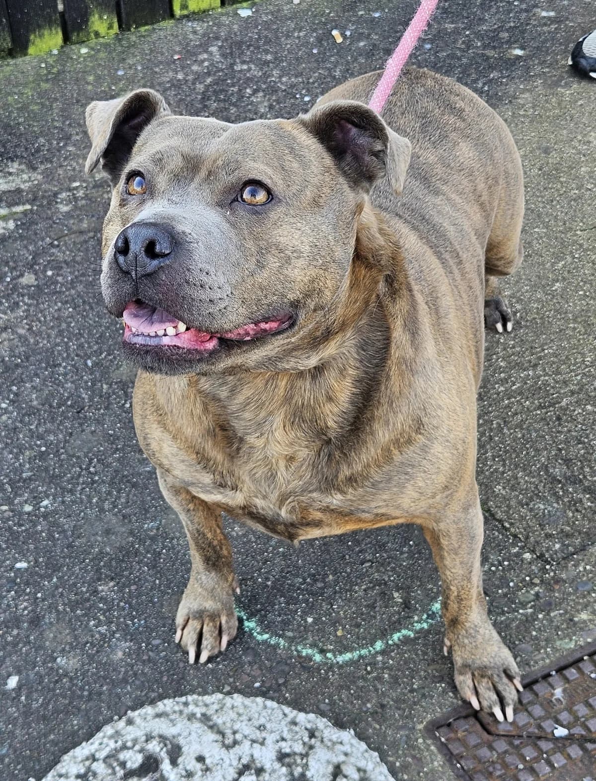 Scarlett, female 5yo Staffordshire Bull Terrier for adoption at Hundar Utan Hem, Stockholm