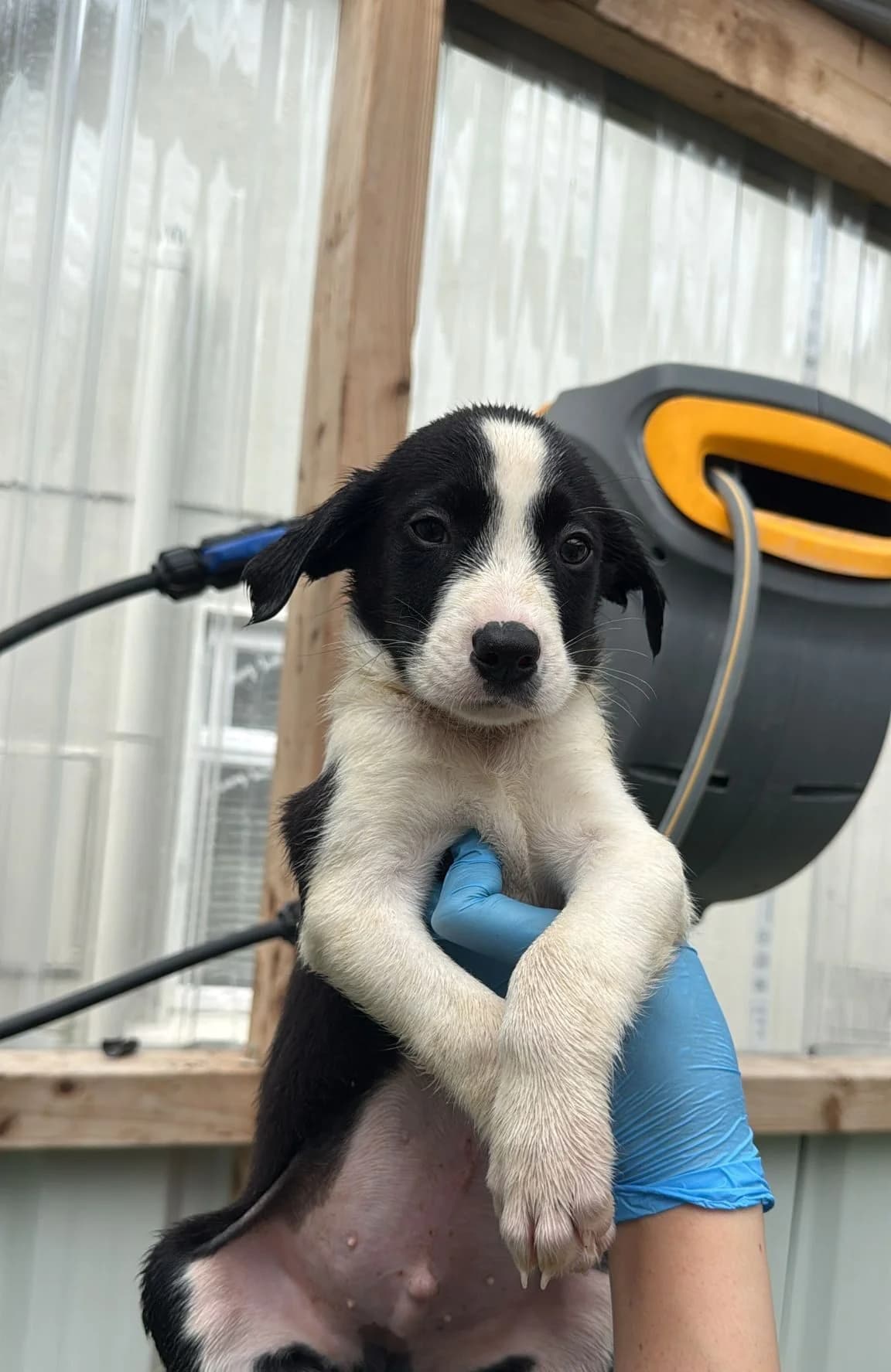Seamus, male puppy Border Collie for adoption at Hundar Utan Hem, Stockholm